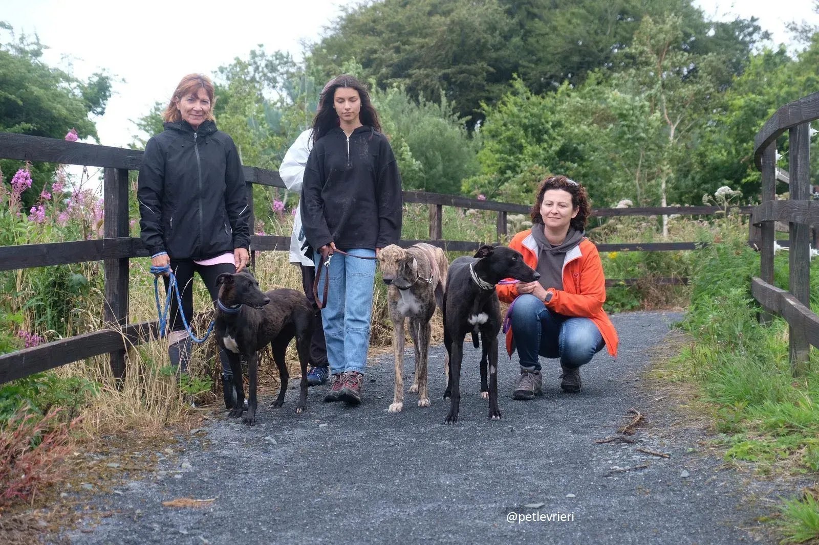 carol prince lily greyound lurcher adozione. 1jpg