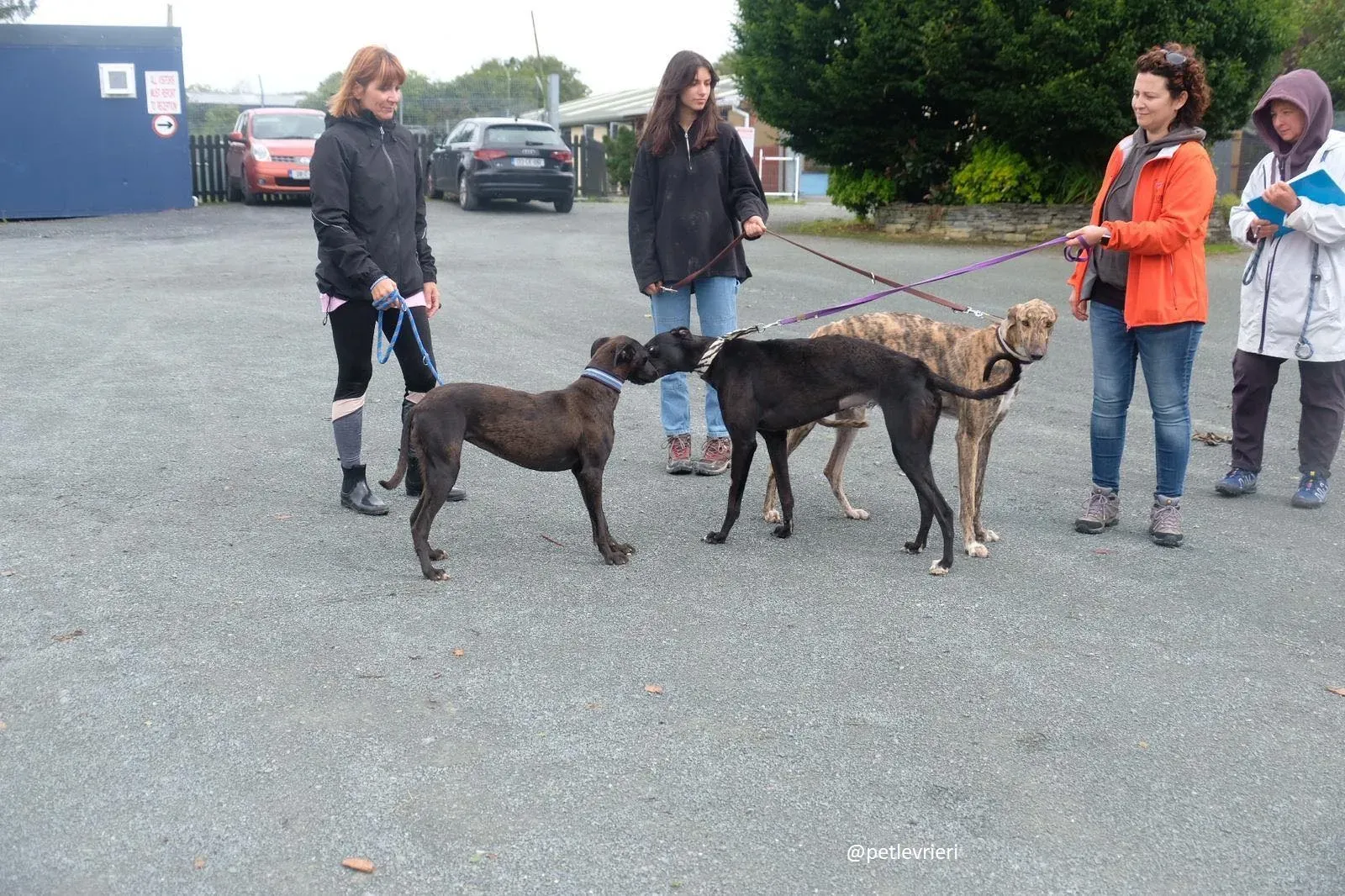 carol prince lily greyound lurcher adozione. 2jpg