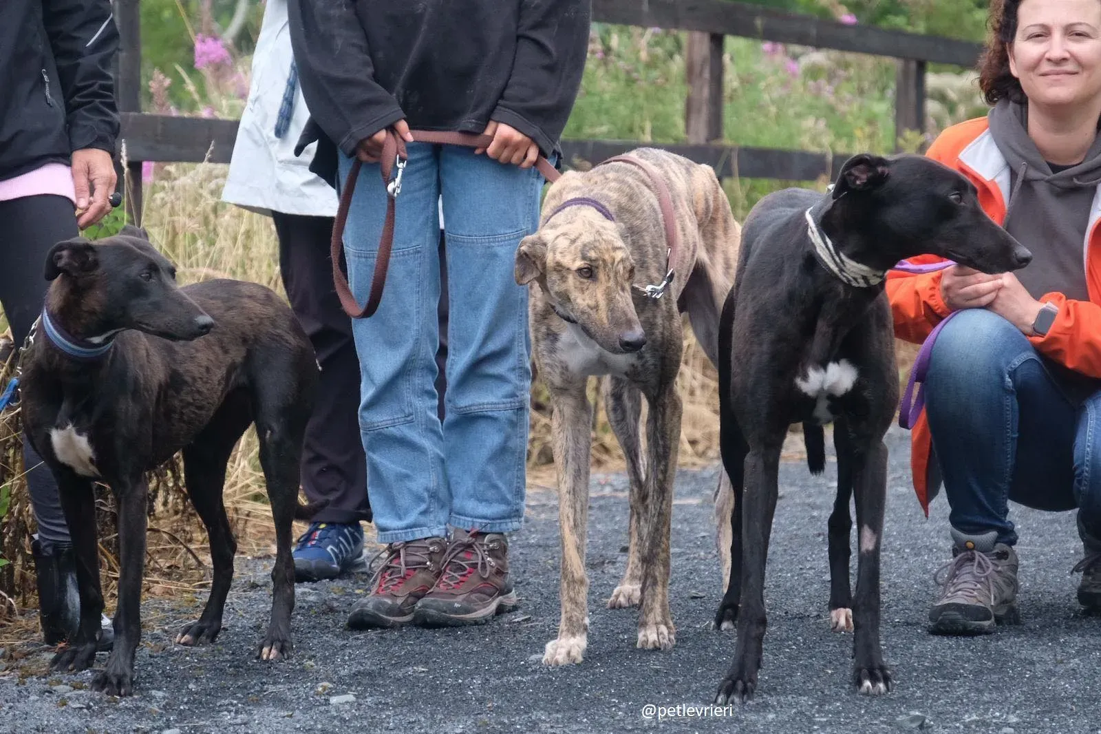 carol prince lily greyound lurcher adozione