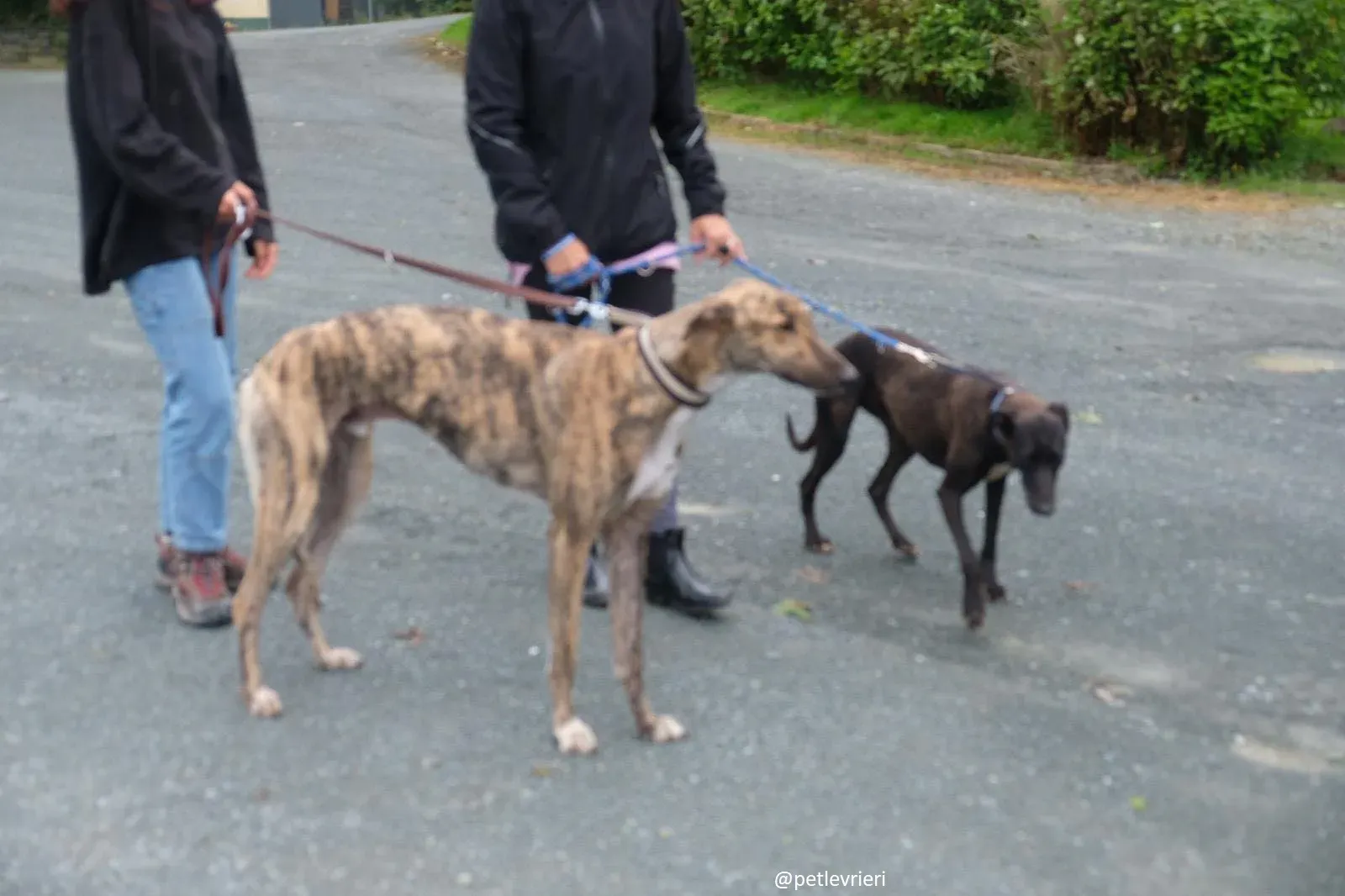 carol prince lurcher greyhound adozione