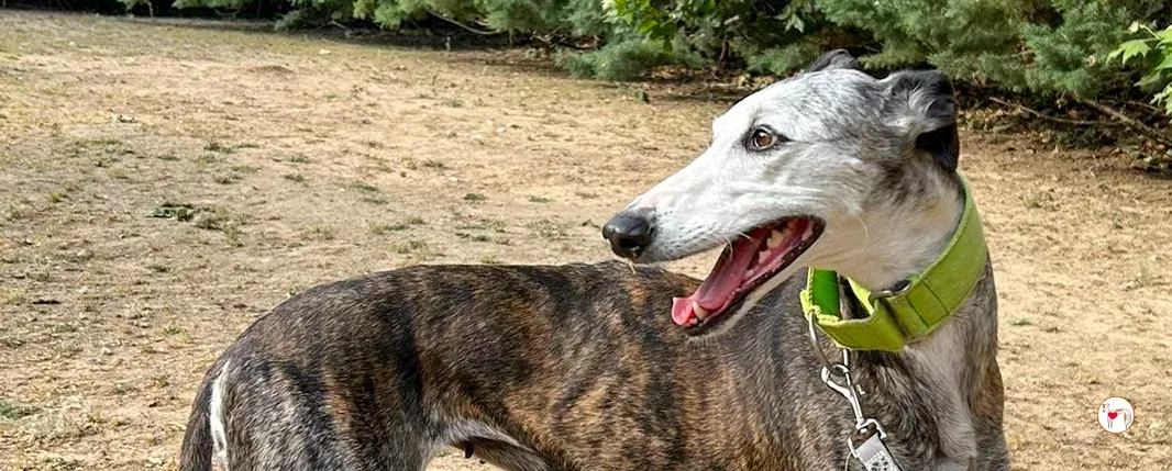 carolina galgo adozione 00 copertina b