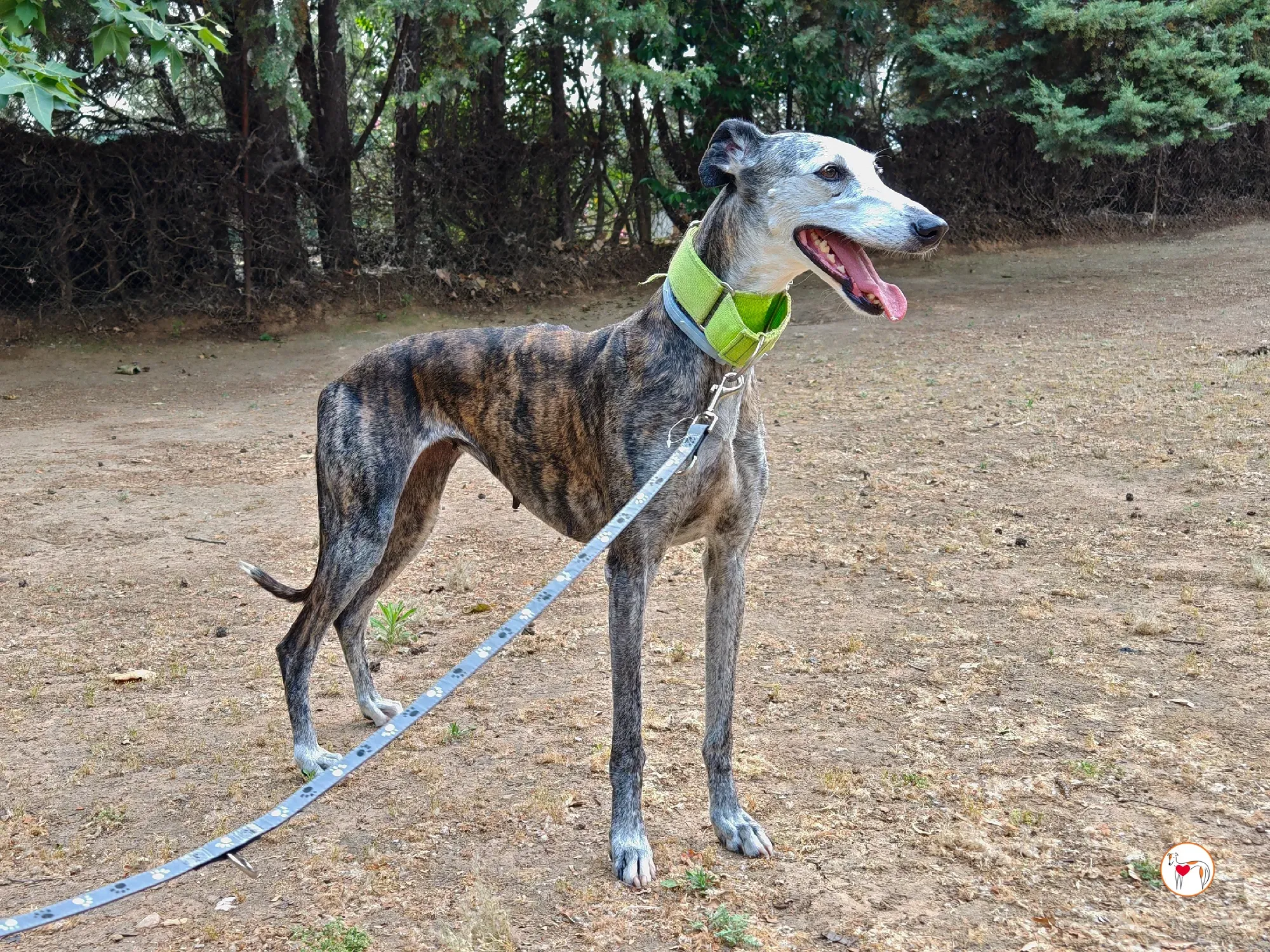 carolina galgo adozione 01