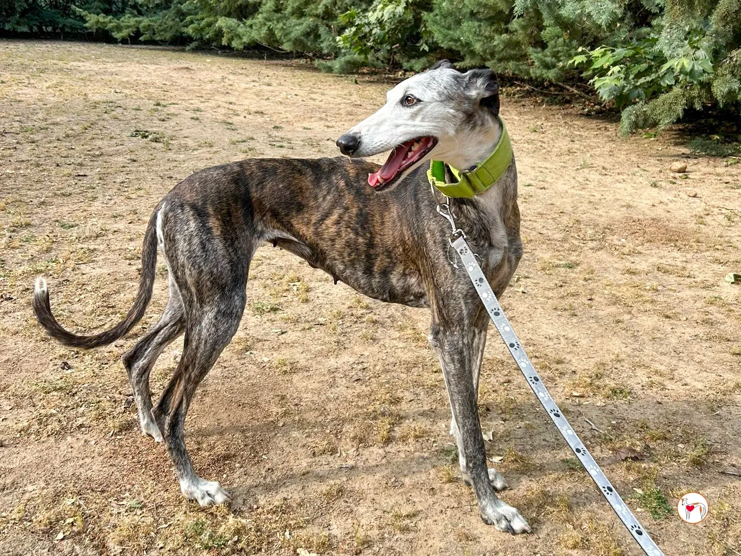 carolina galgo adozione 02