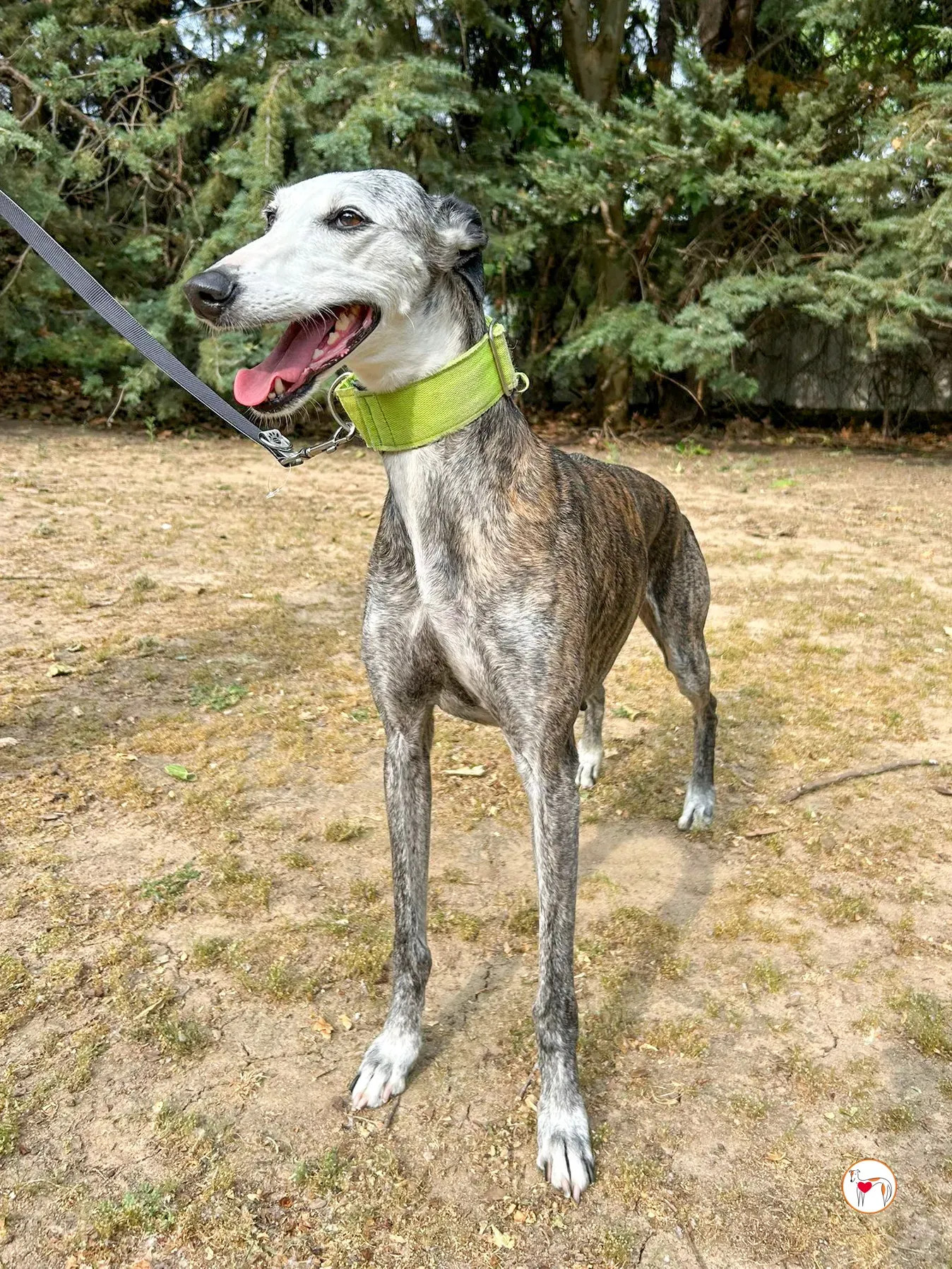 carolina galgo adozione 04