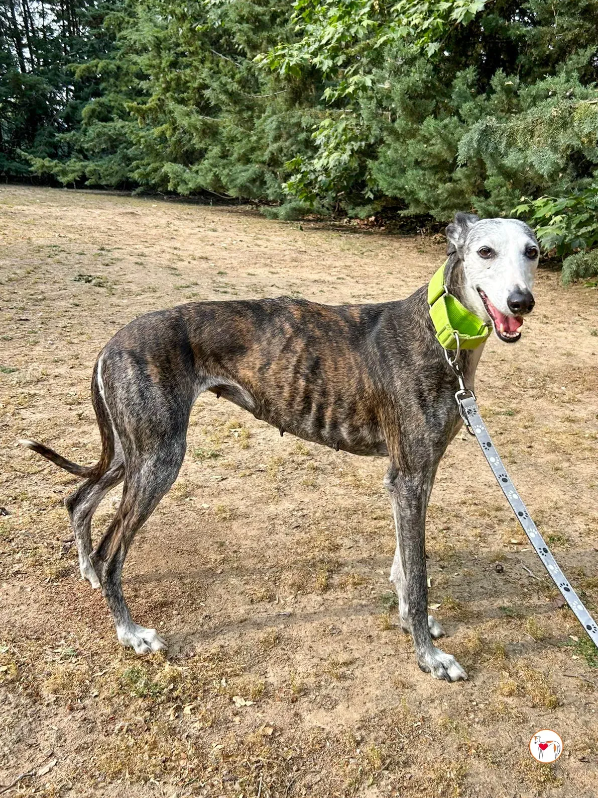 carolina galgo adozione 05