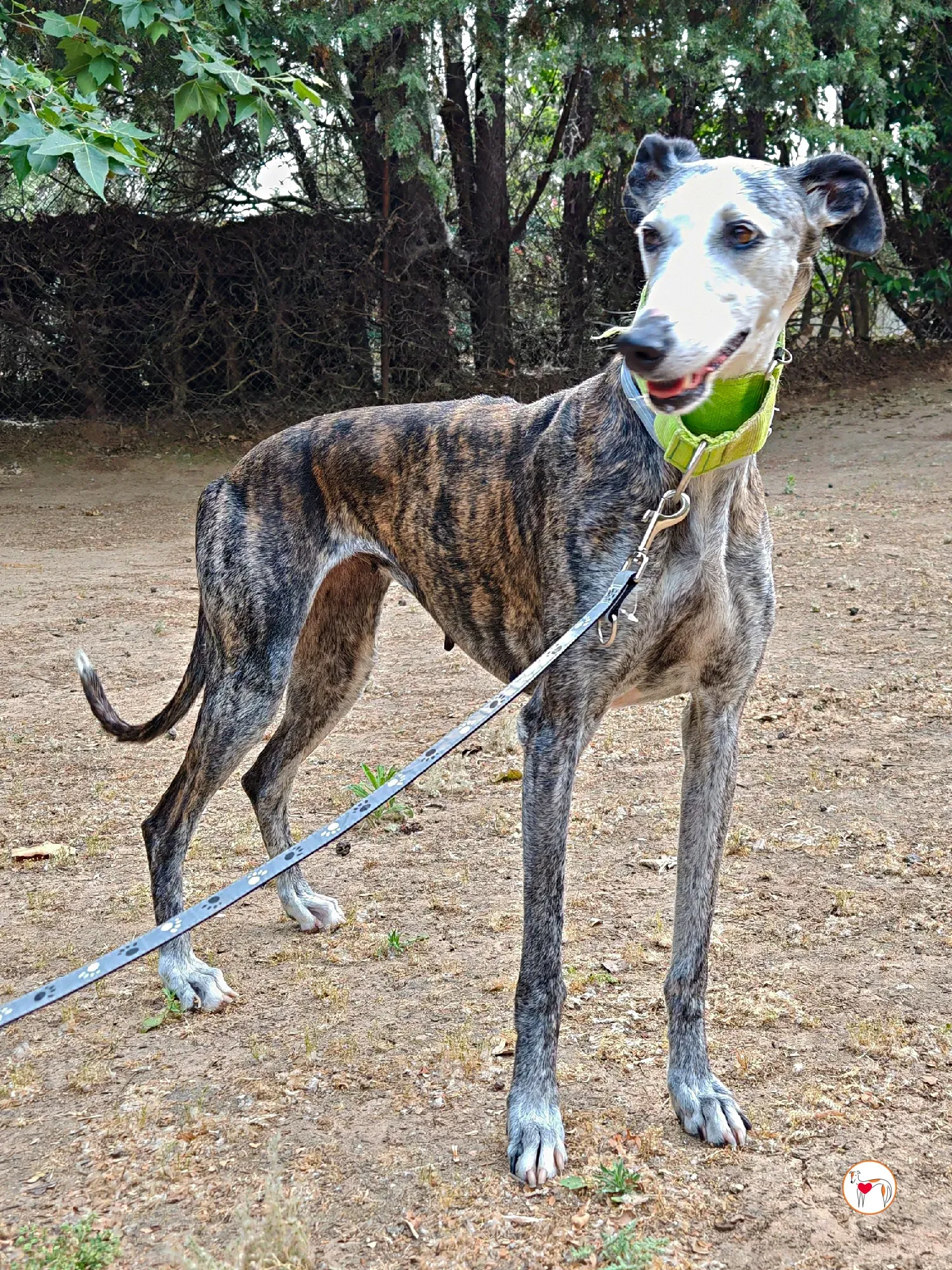 carolina galgo adozione 06