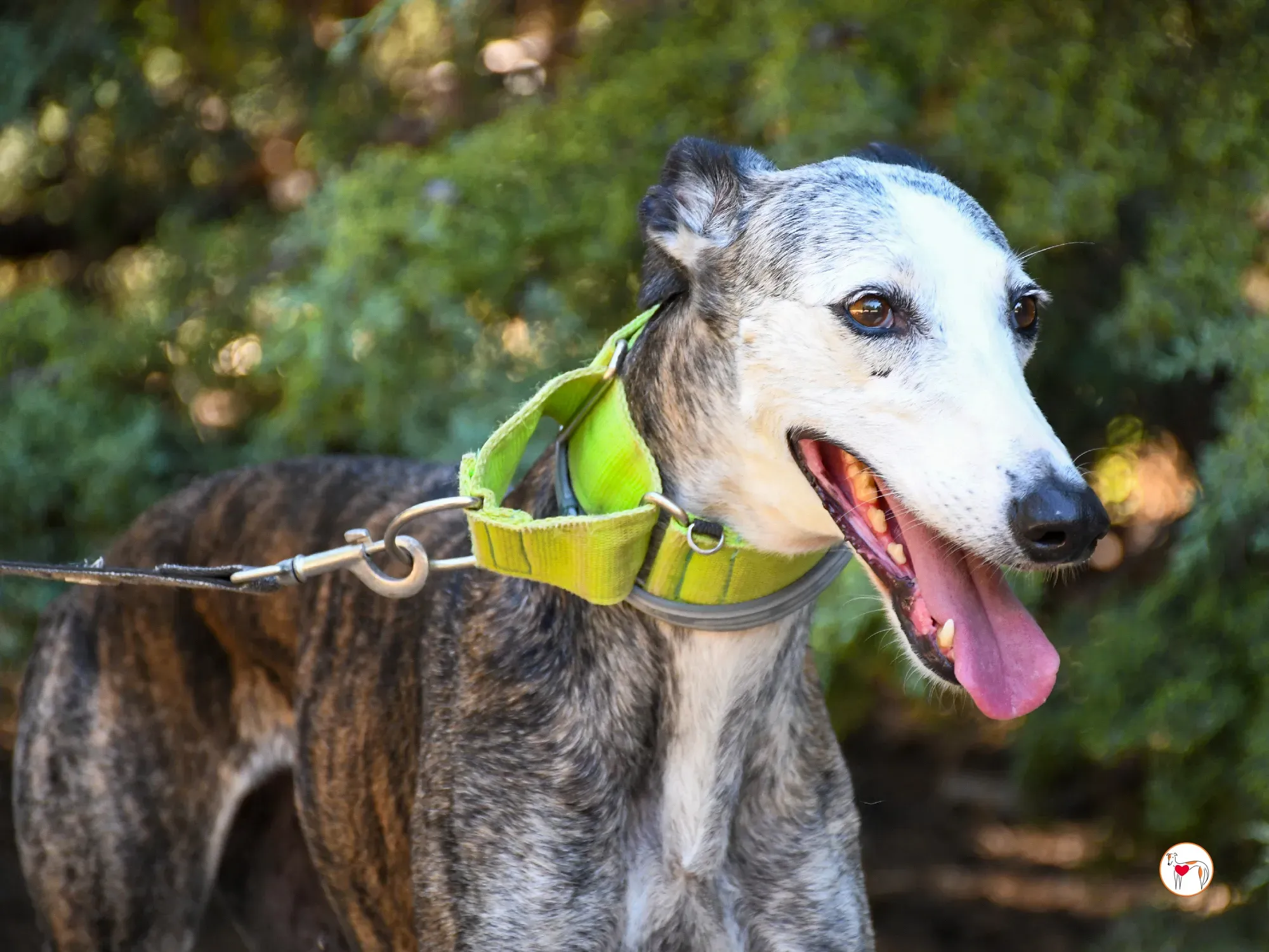 carolina galgo adozione 07