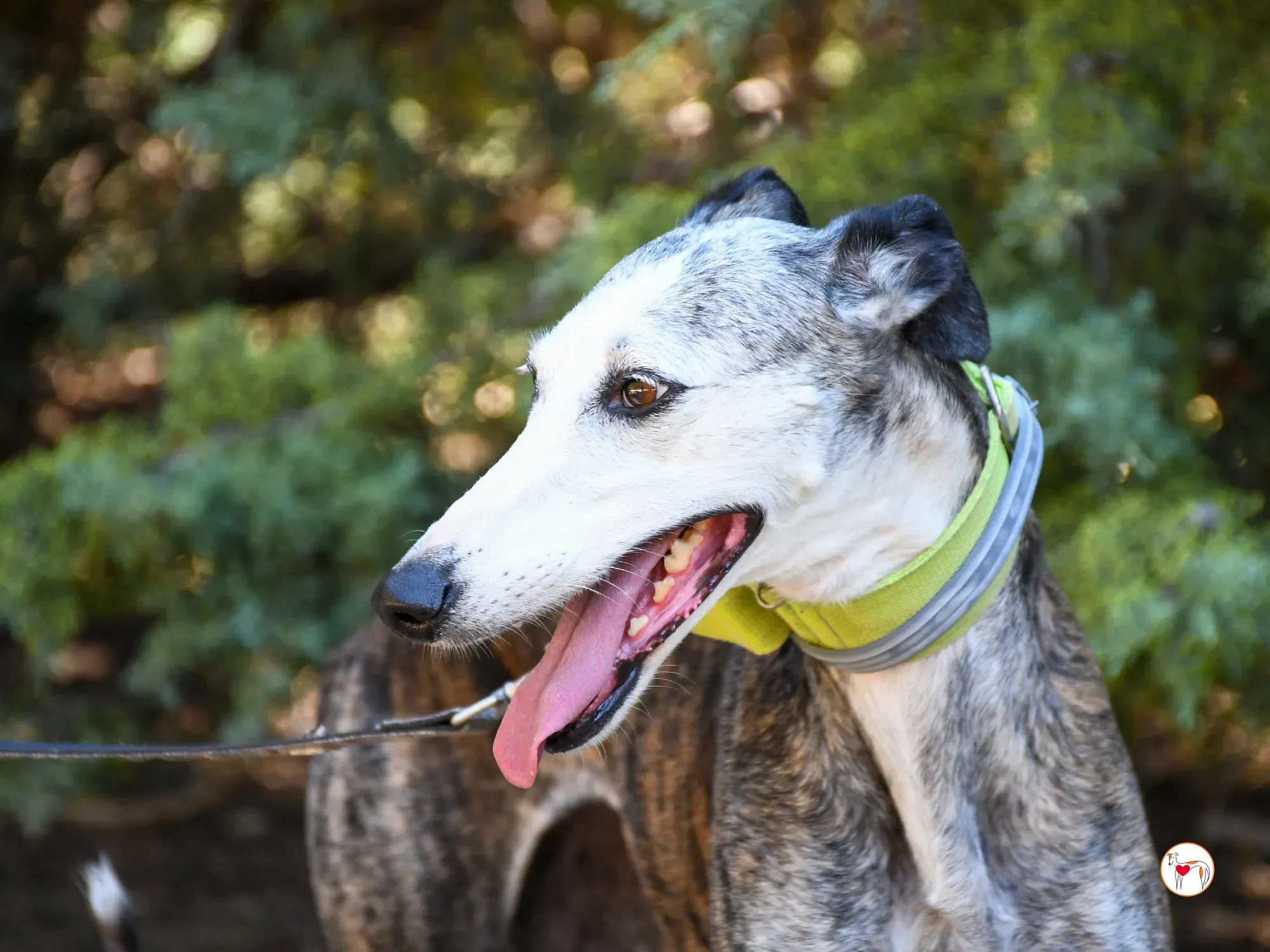 carolina galgo adozione 08