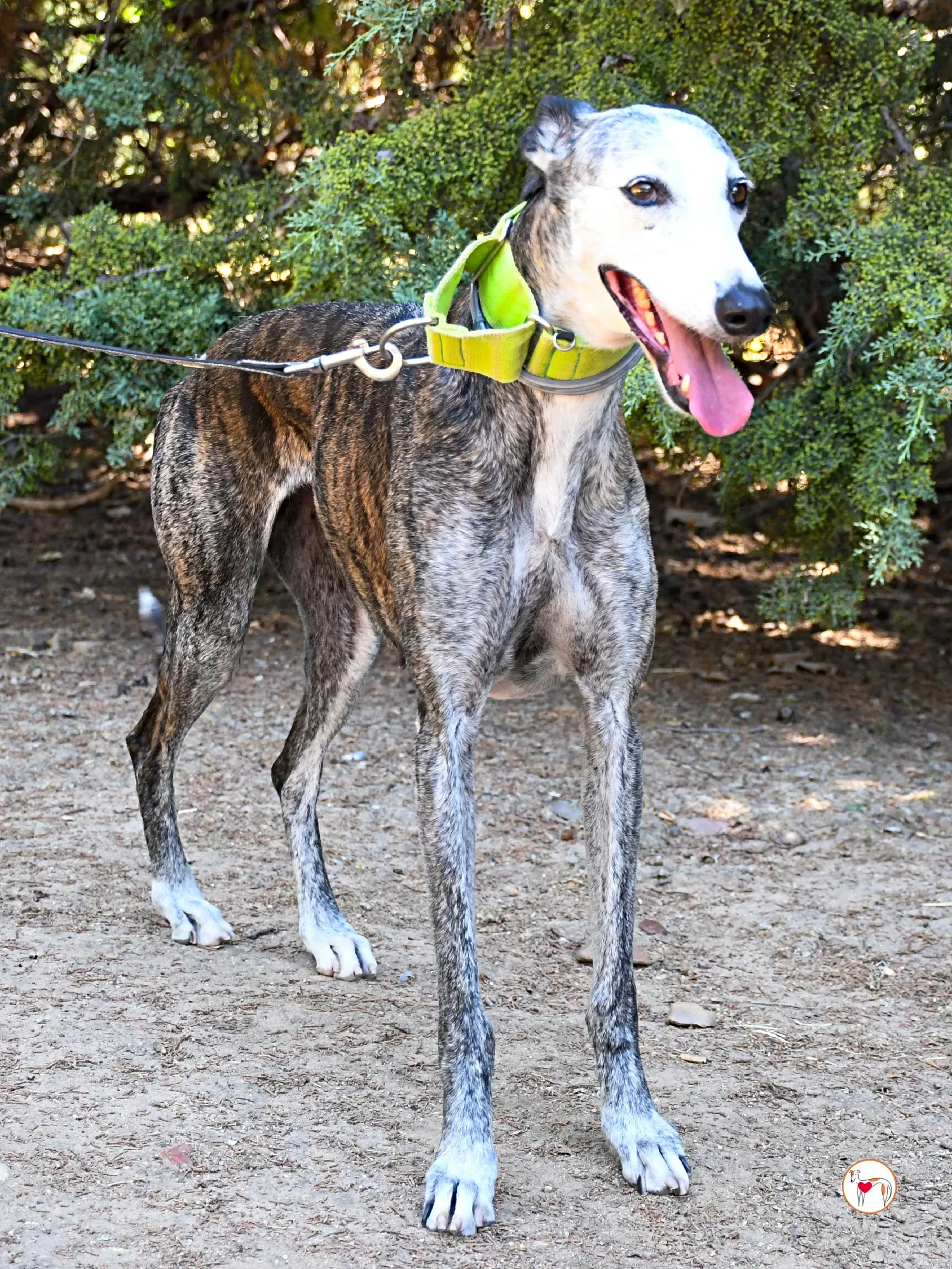 carolina galgo adozione 09