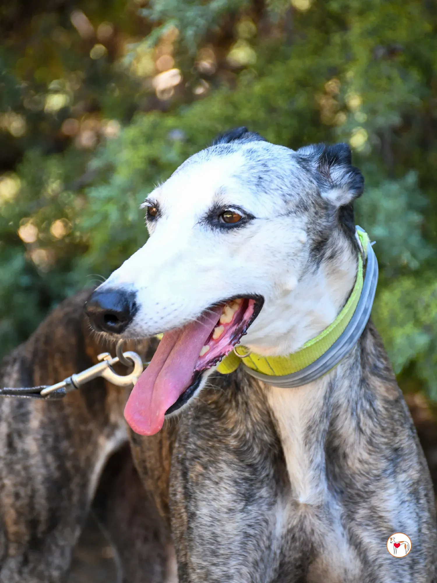 carolina galgo adozione 10