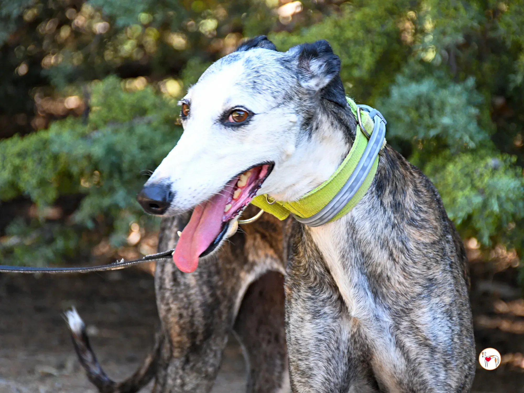 carolina galgo adozione 11