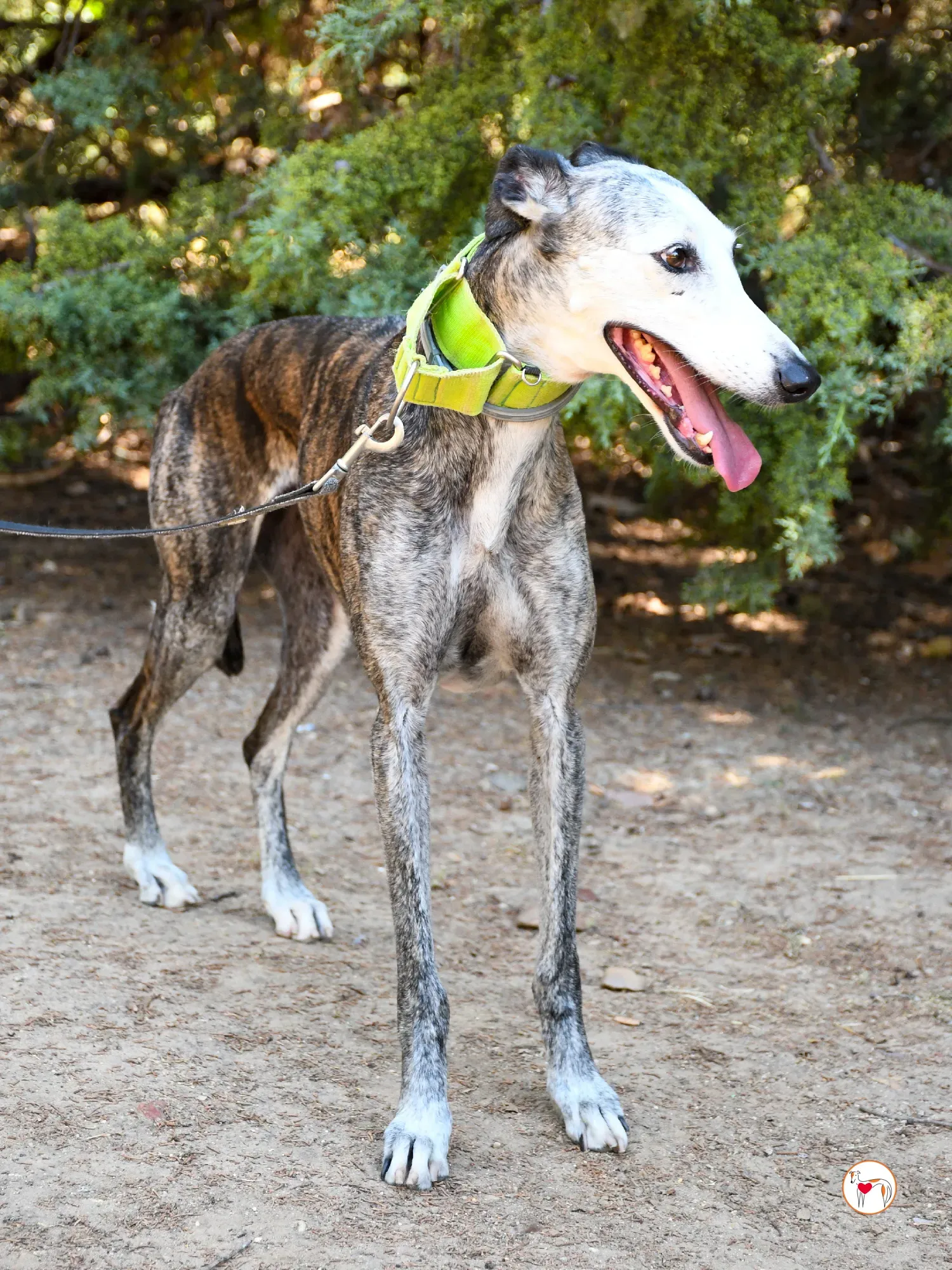 carolina galgo adozione 12