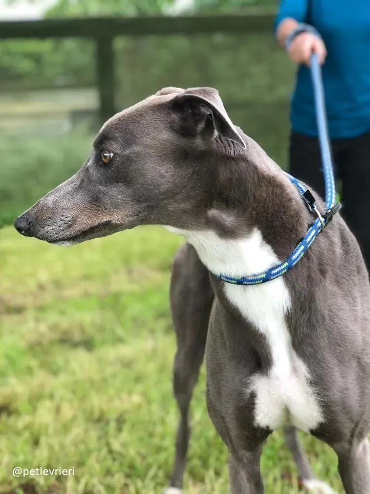 caroline adozione greyhound1