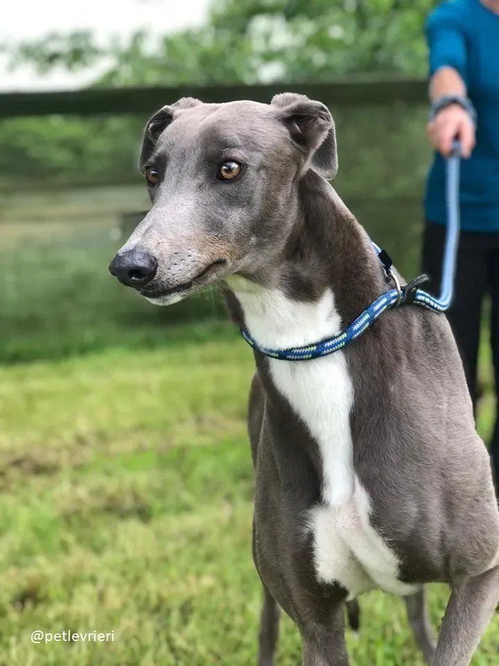 caroline adozione greyhound3