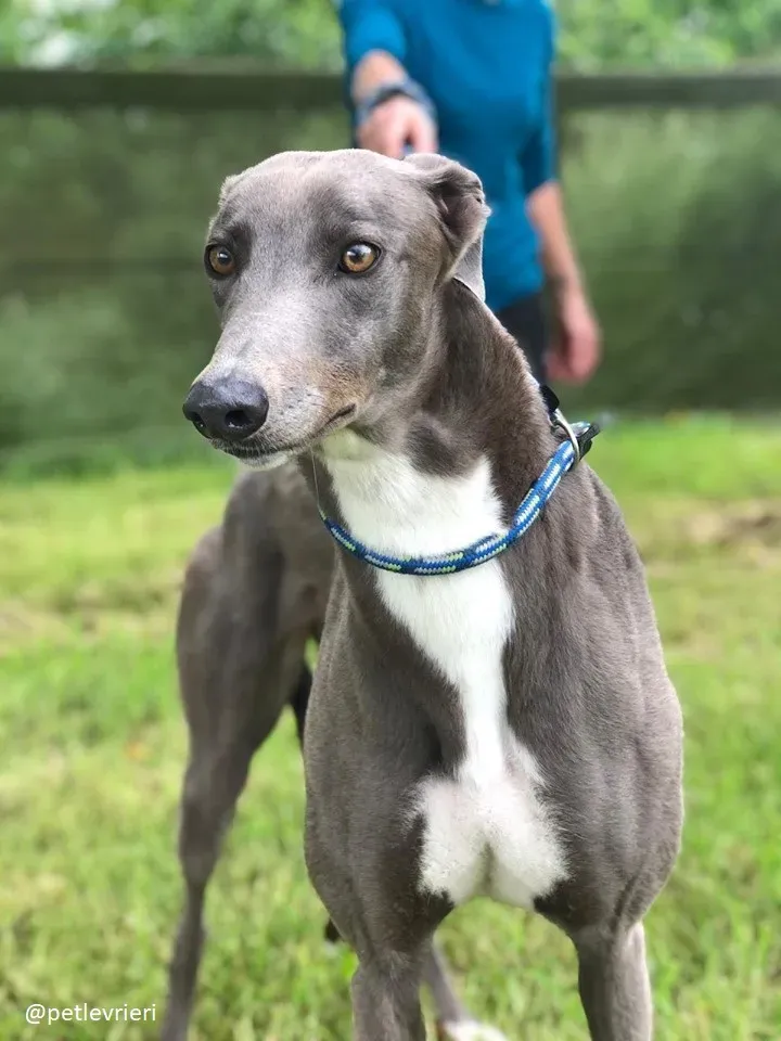 caroline adozione greyhound4
