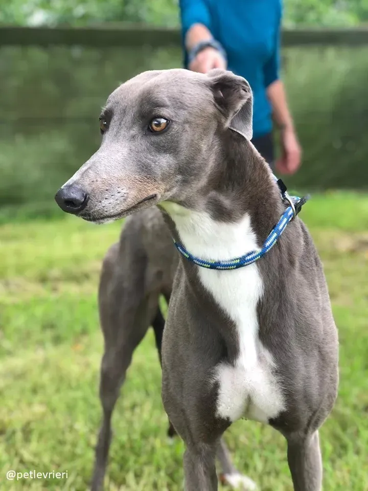 caroline adozione greyhound5