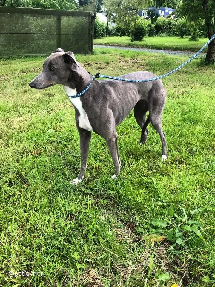 caroline adozione greyhound6