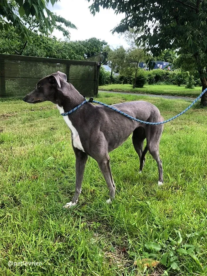 caroline adozione greyhound7