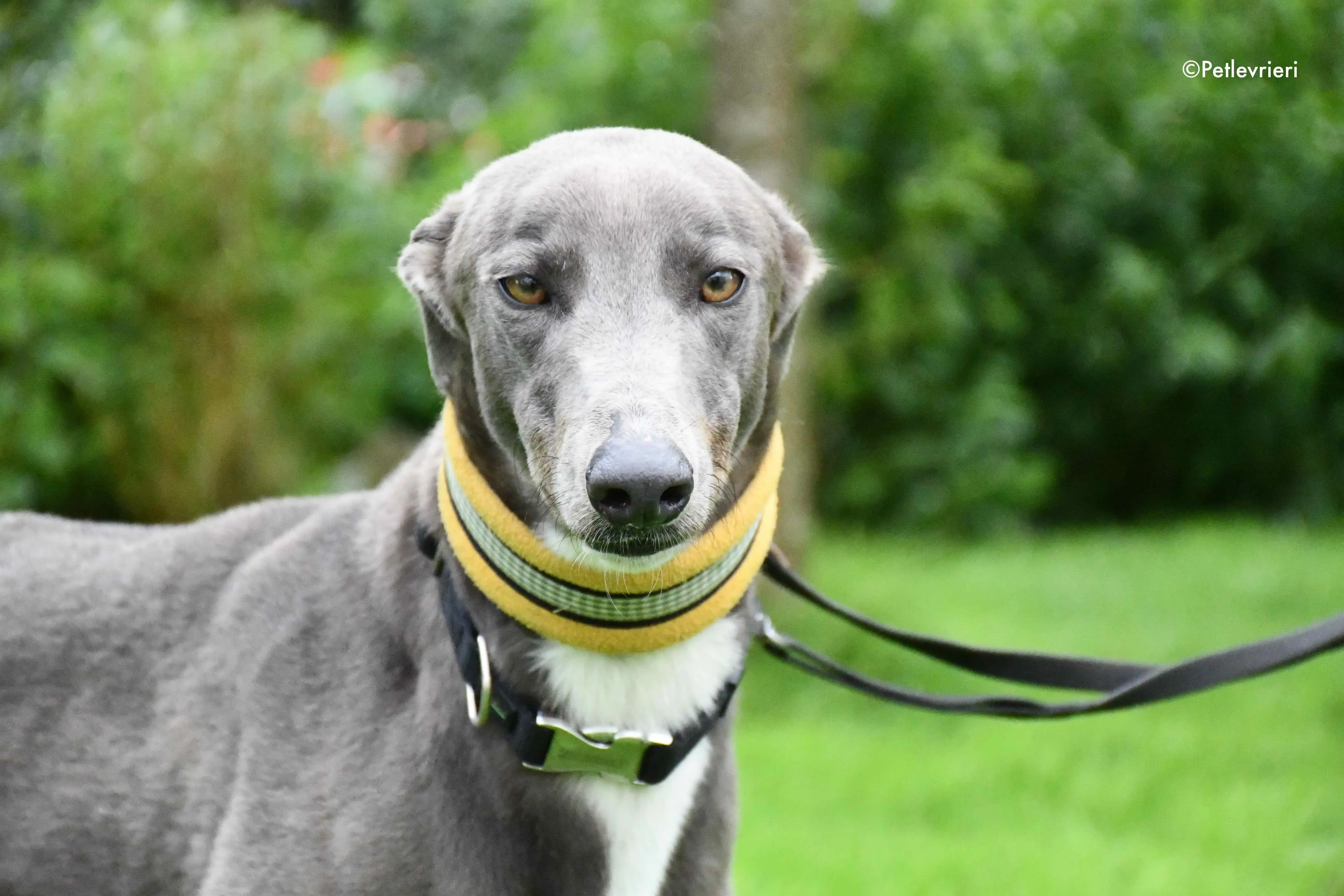 caroline adozione levrieri greyhound 1