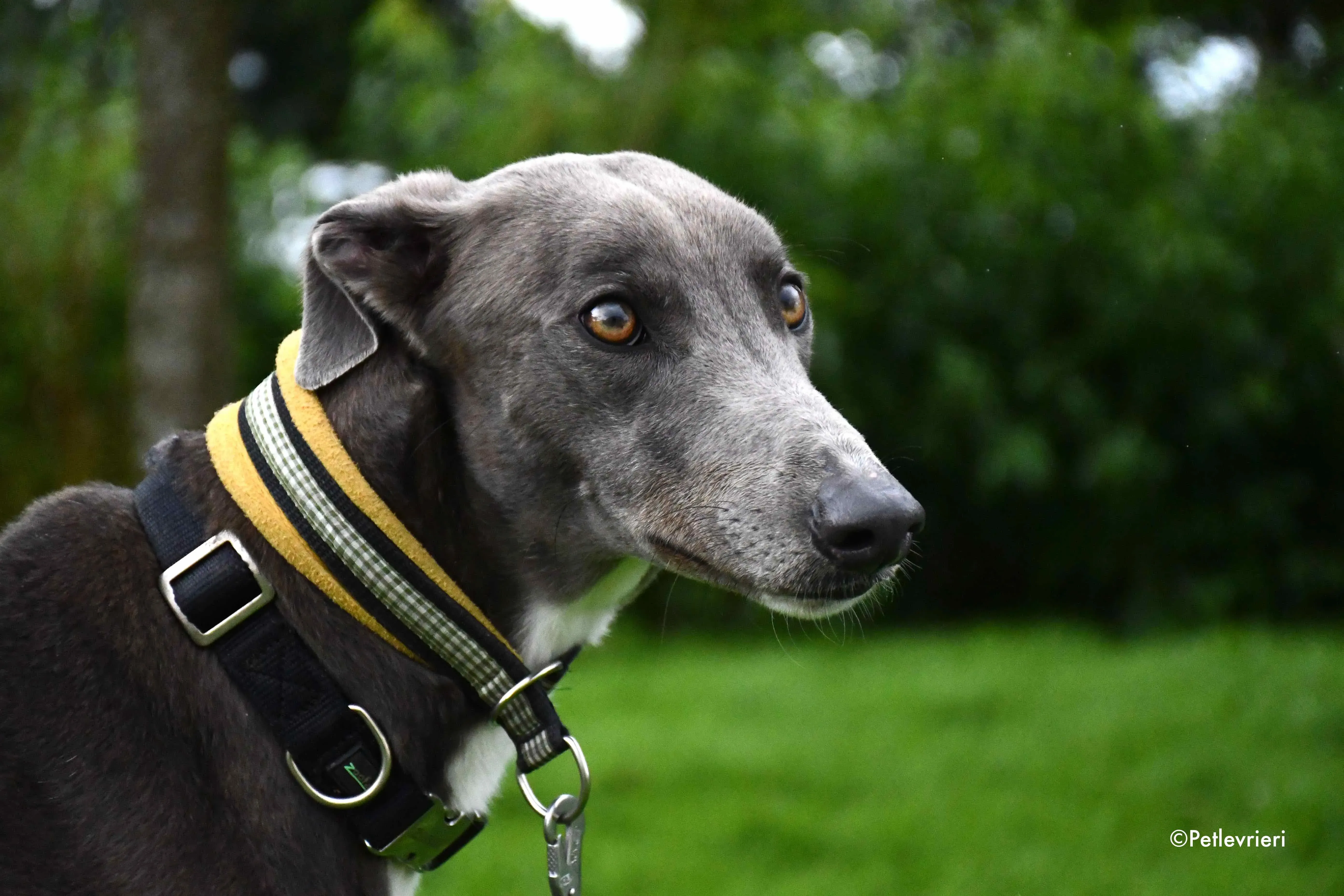 caroline adozione levrieri greyhound 10