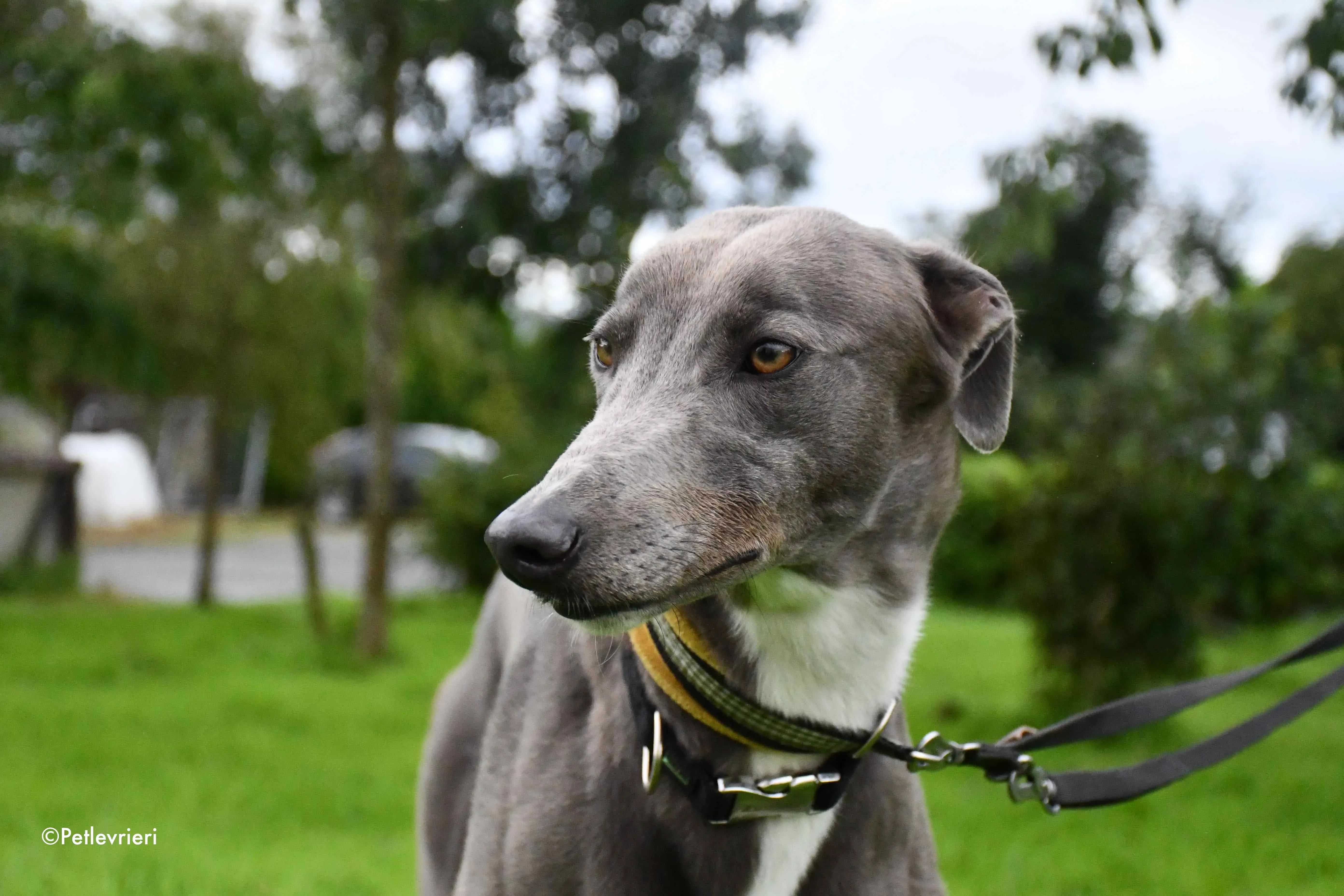 caroline adozione levrieri greyhound 11