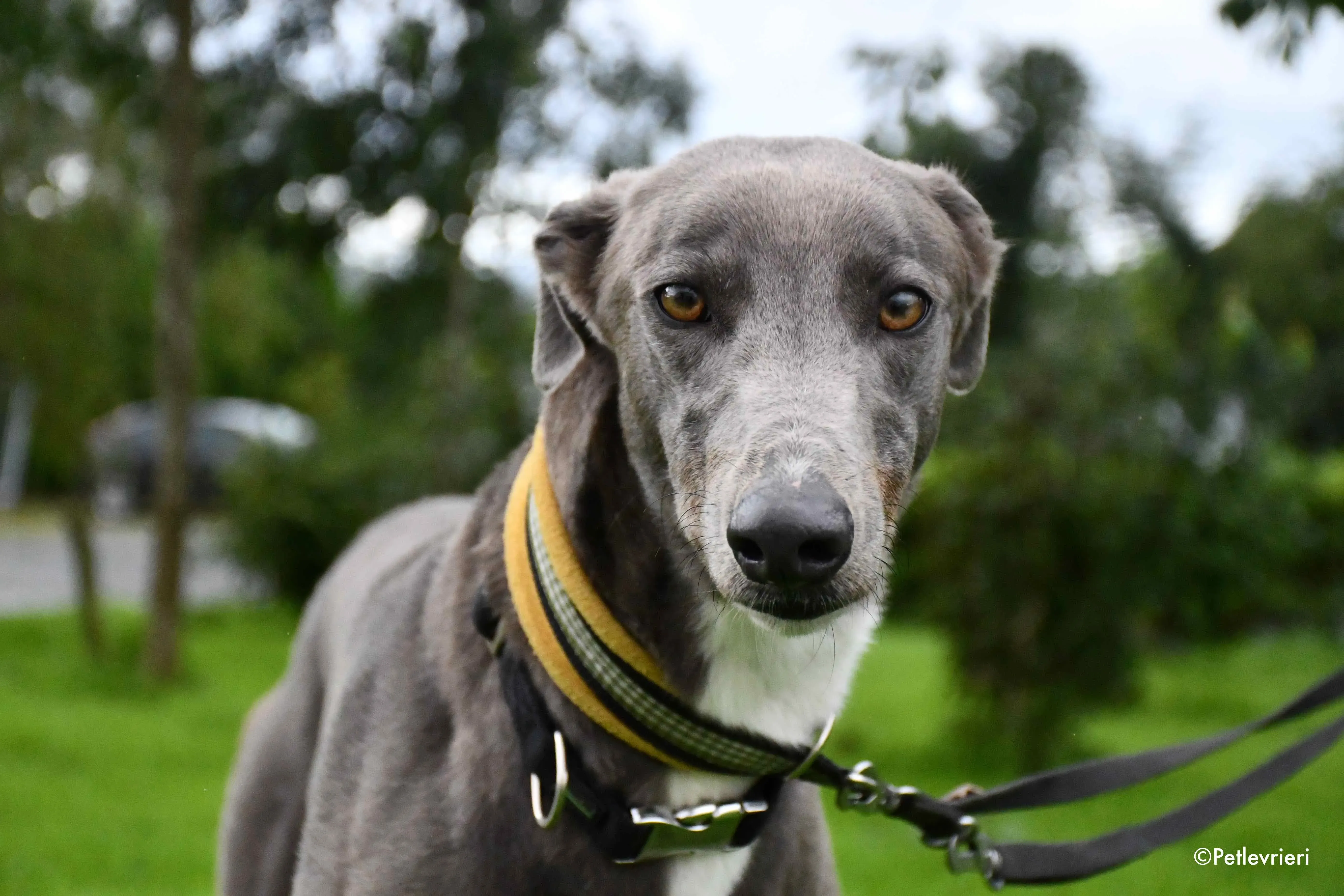 caroline adozione levrieri greyhound 12