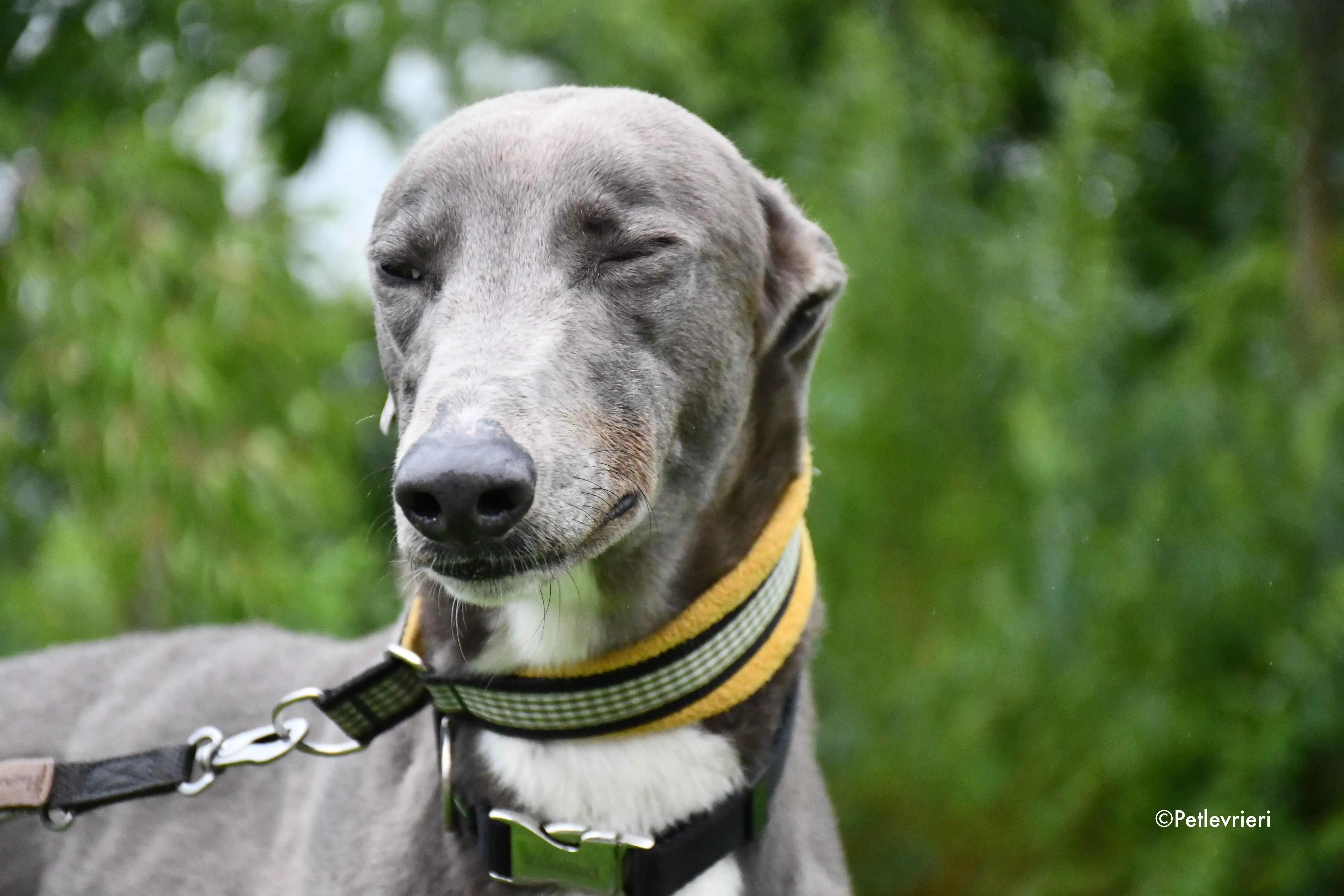 caroline adozione levrieri greyhound 7