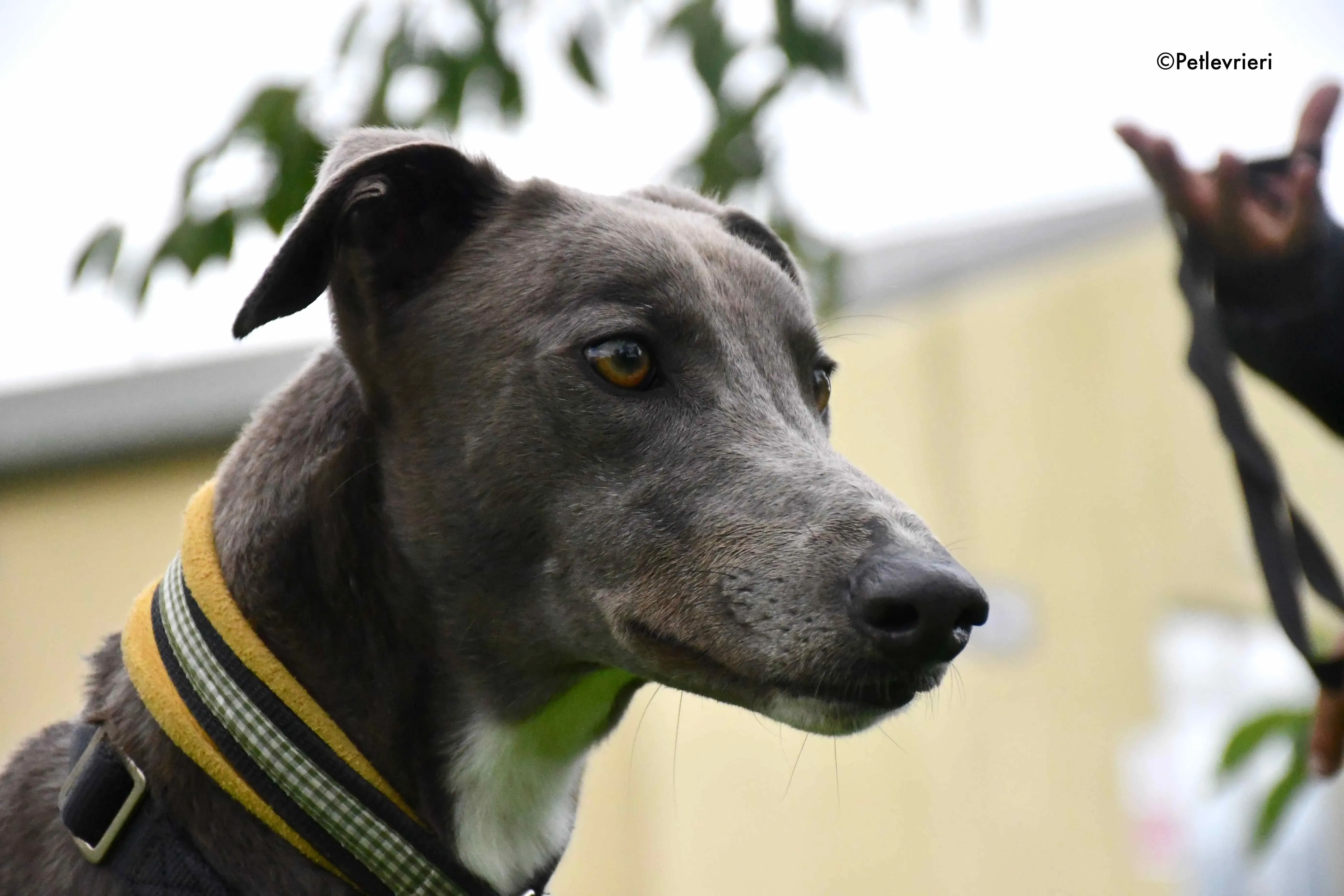 caroline adozione levrieri greyhound 8