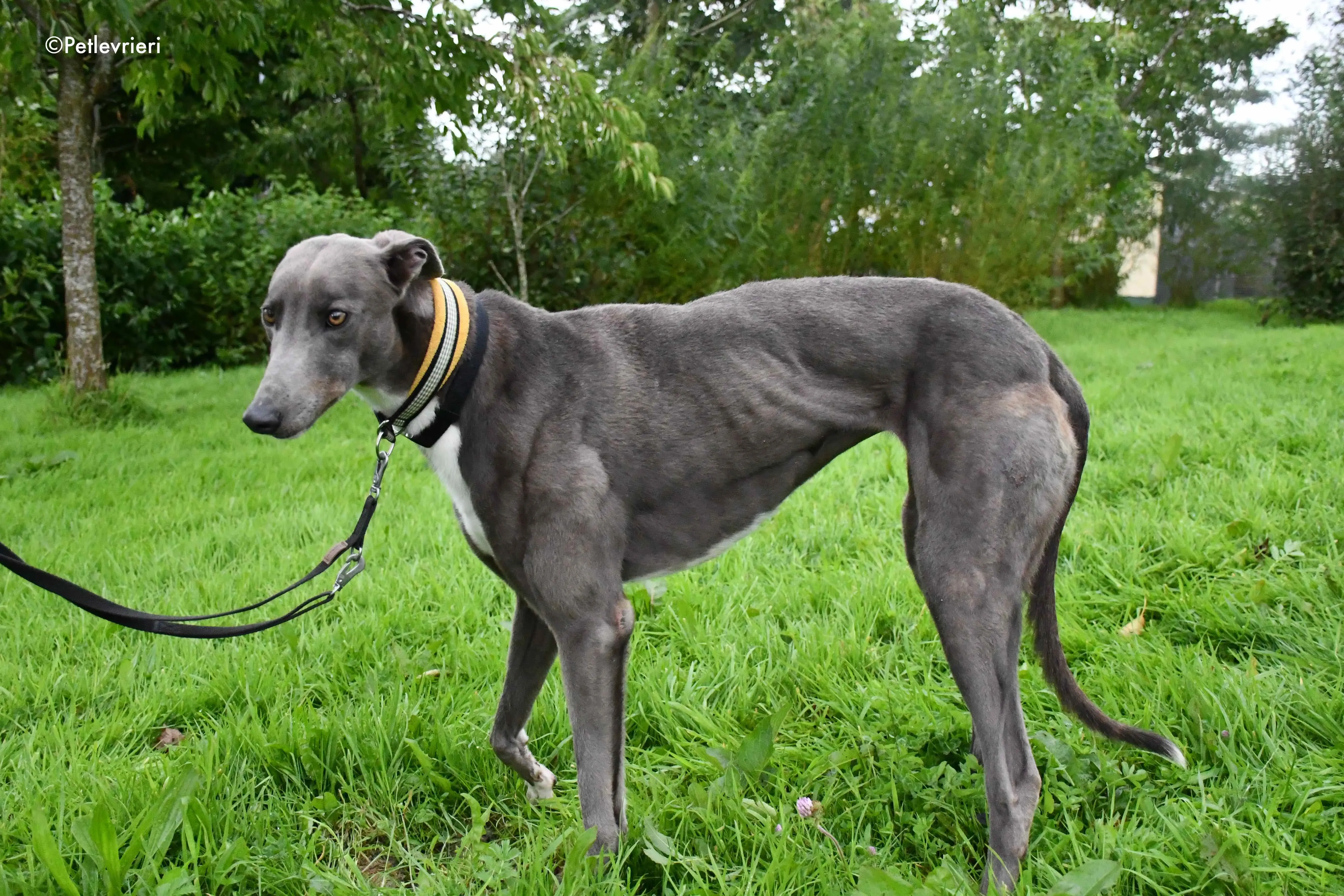 caroline adozione levrieri greyhound 9