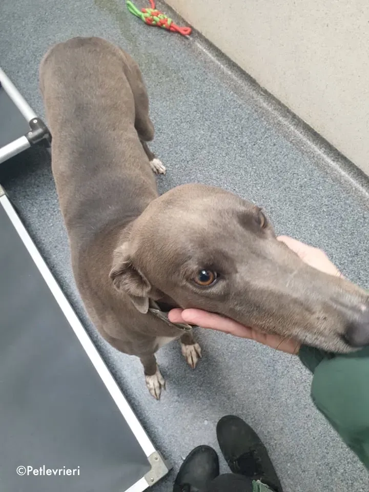 caroline adozione levrieri greyhound 1