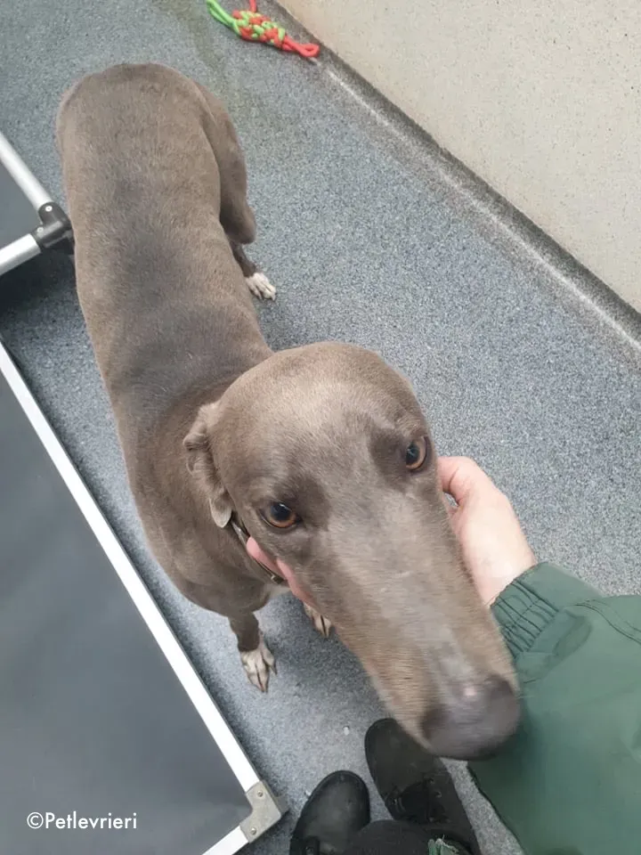 caroline adozione levrieri greyhound 2