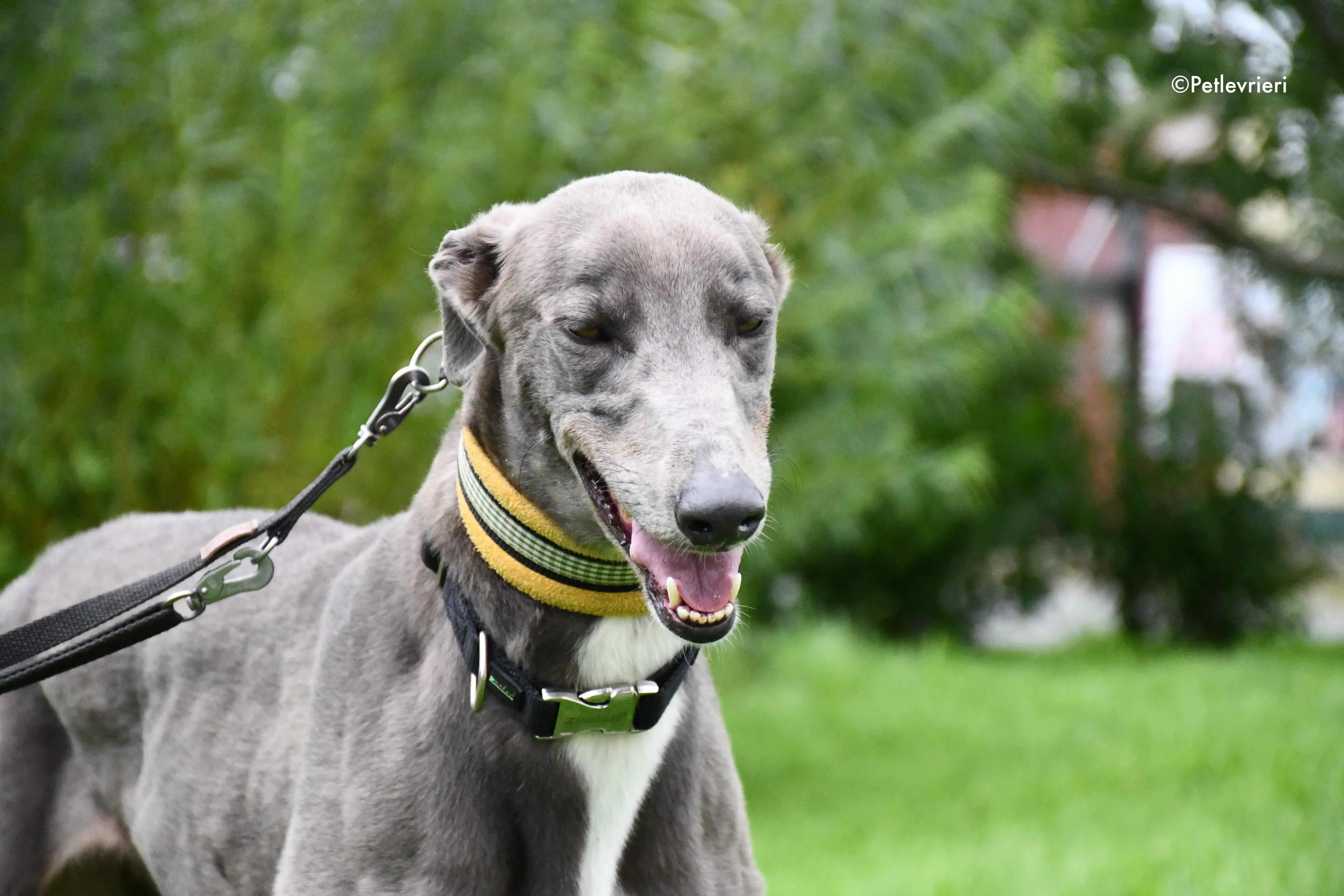 caroline adozione levrieri greyhound 3