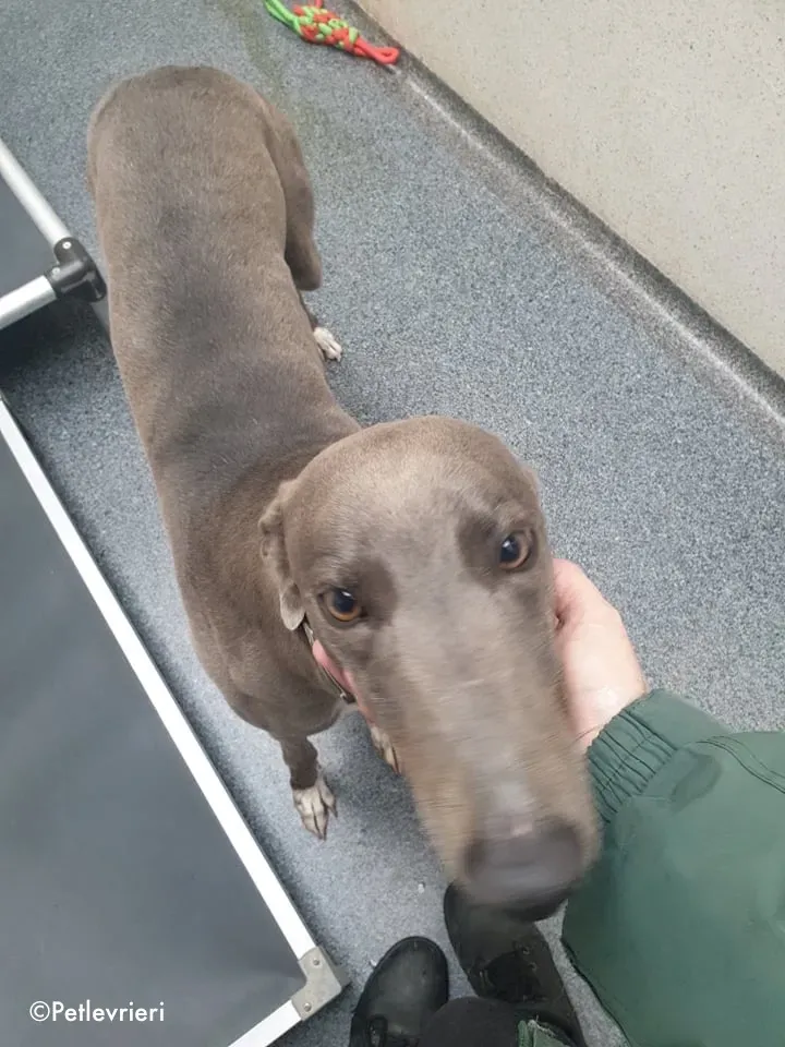 caroline adozione levrieri greyhound 3