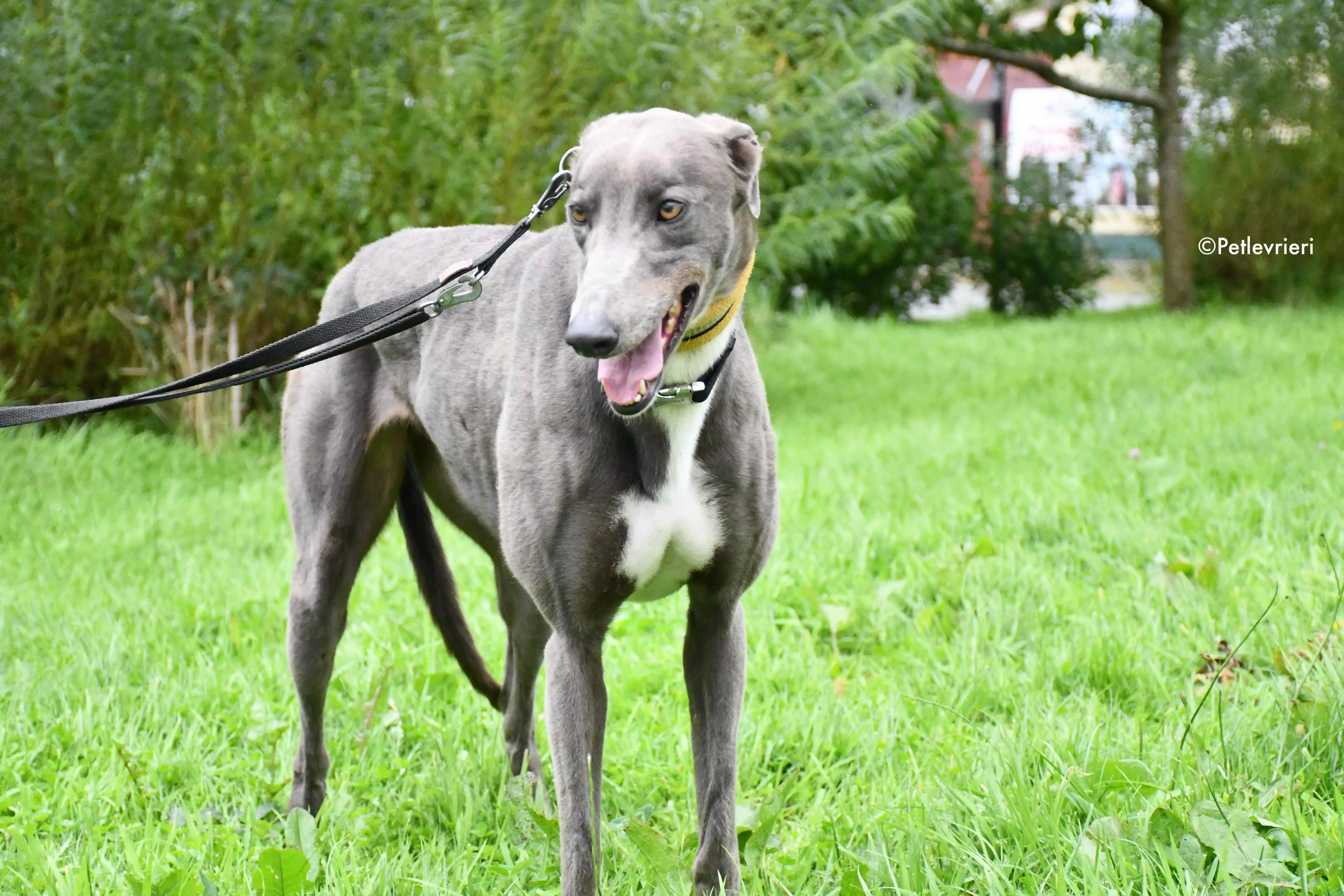 caroline adozione levrieri greyhound 4