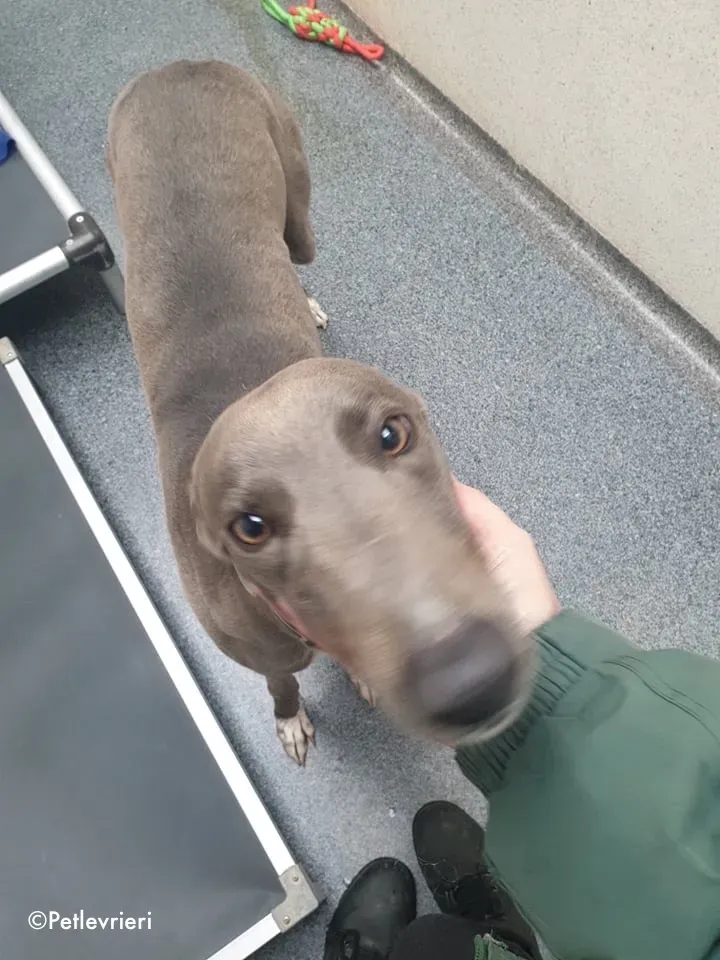 caroline adozione levrieri greyhound 4