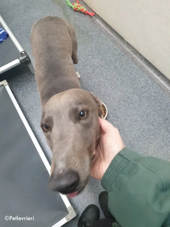 caroline adozione levrieri greyhound 5