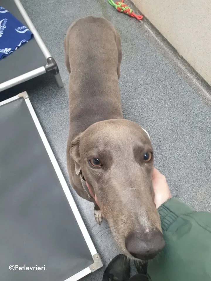 caroline adozione levrieri greyhound 6