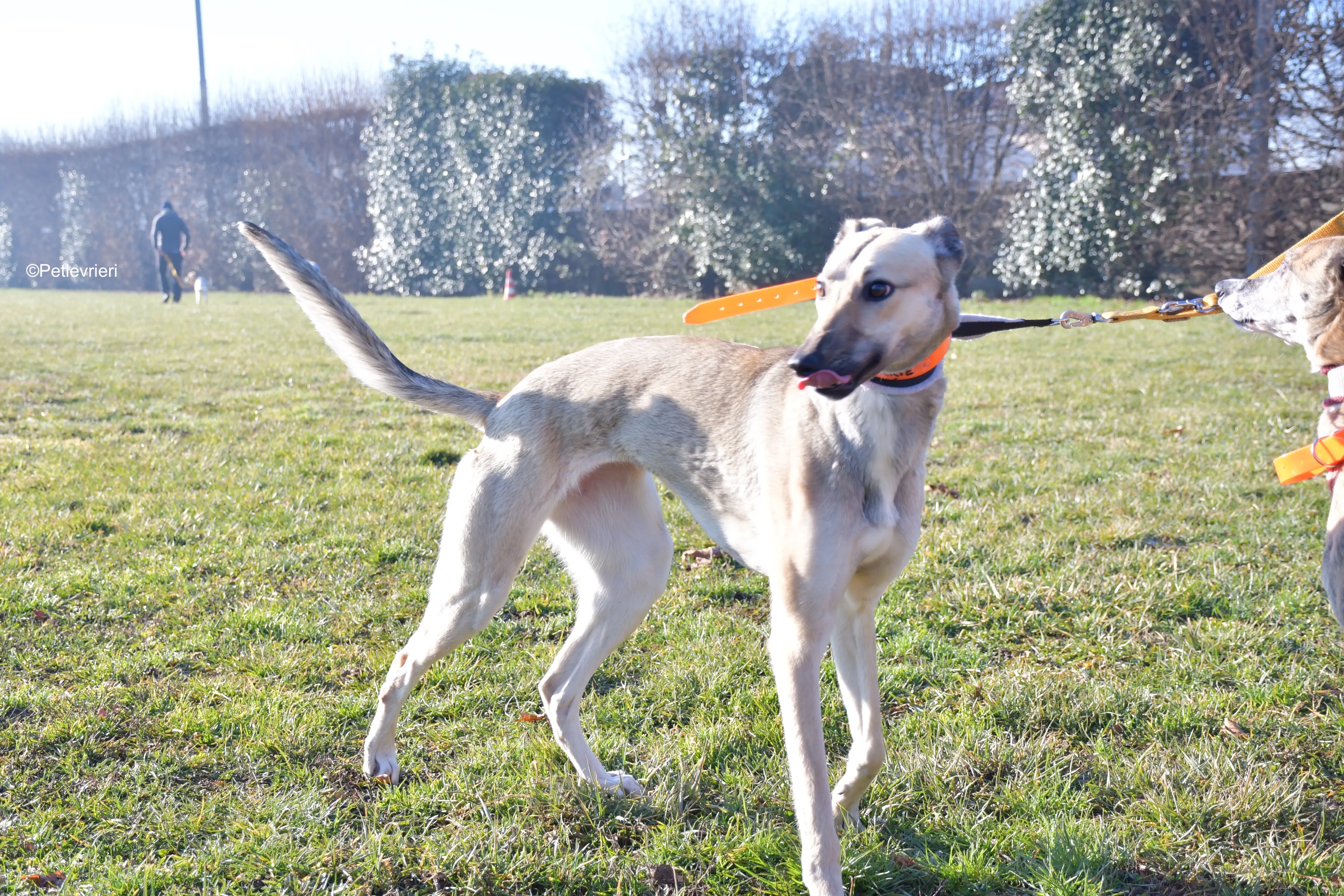 carrie adozione levrieri greyhound 1