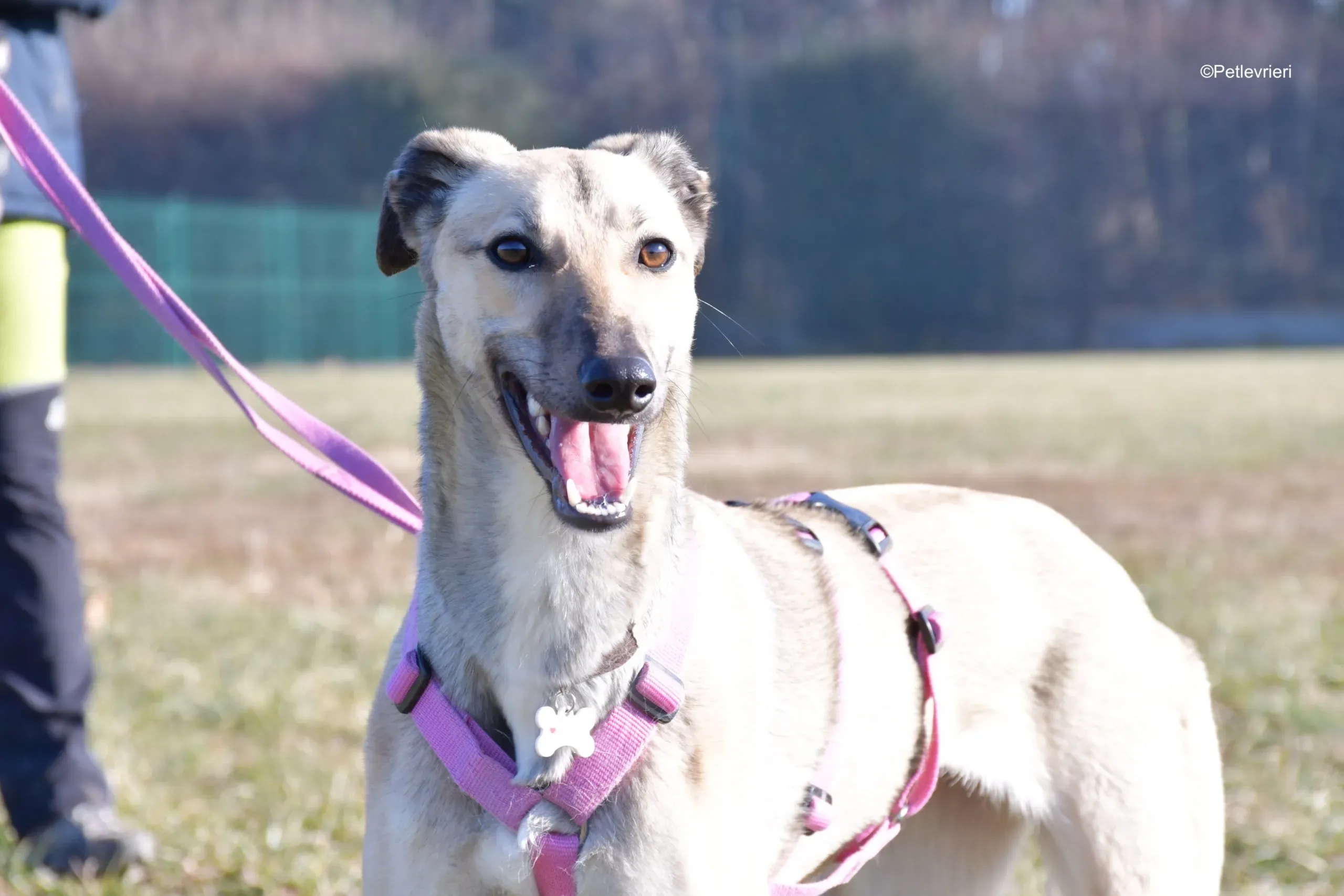 carrie adozione levrieri greyhound 10 scaled