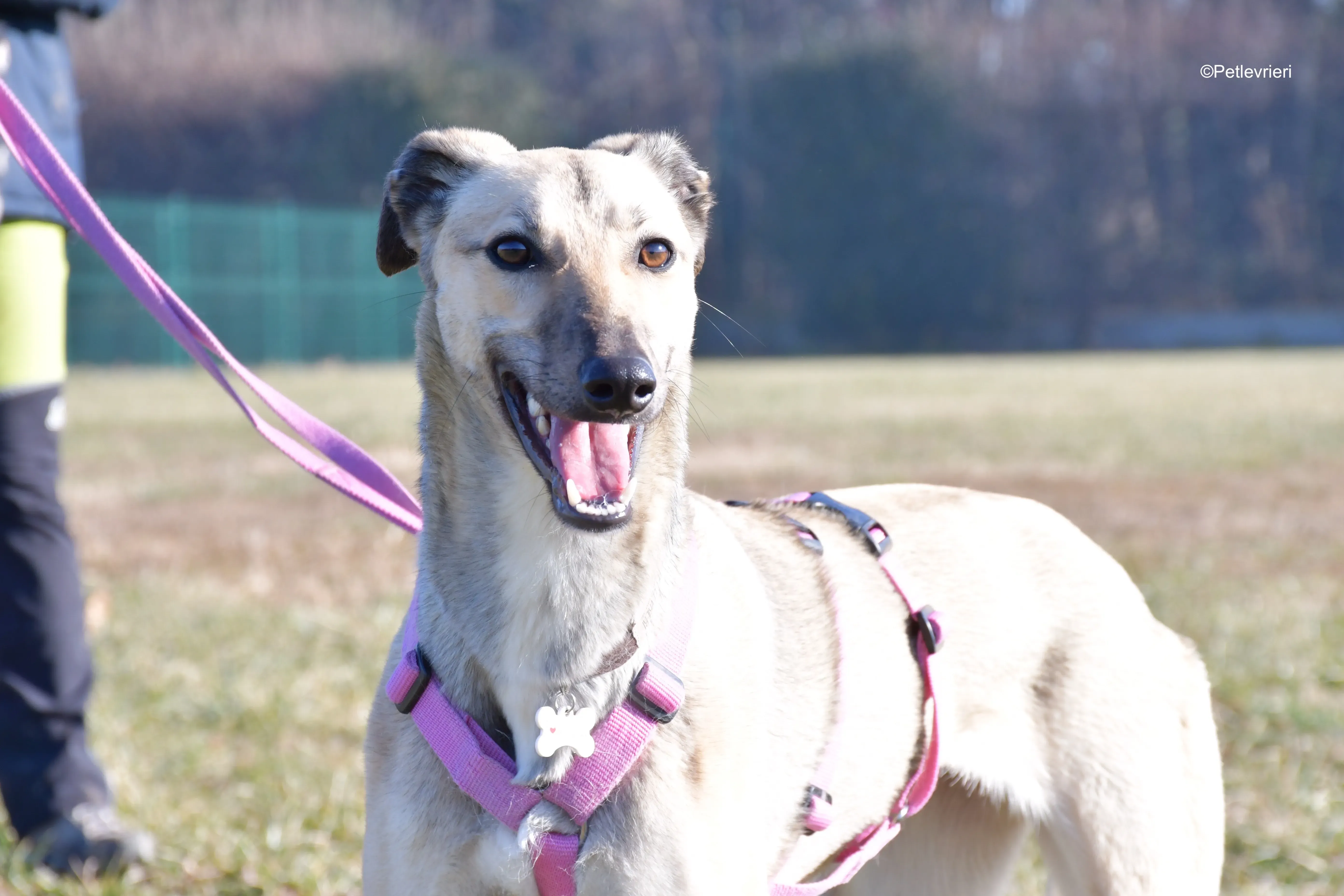 carrie adozione levrieri greyhound 10