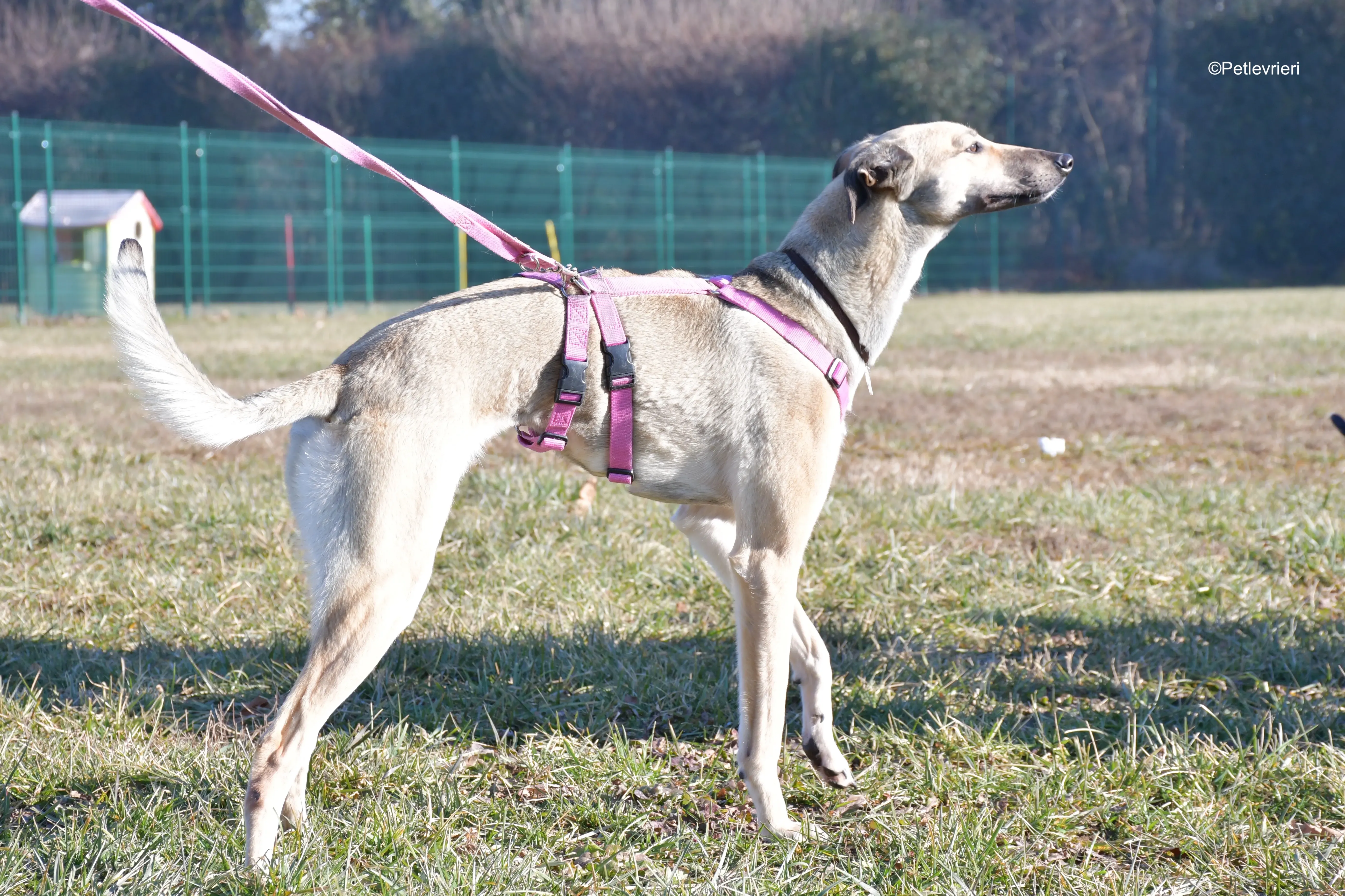 carrie adozione levrieri greyhound 11