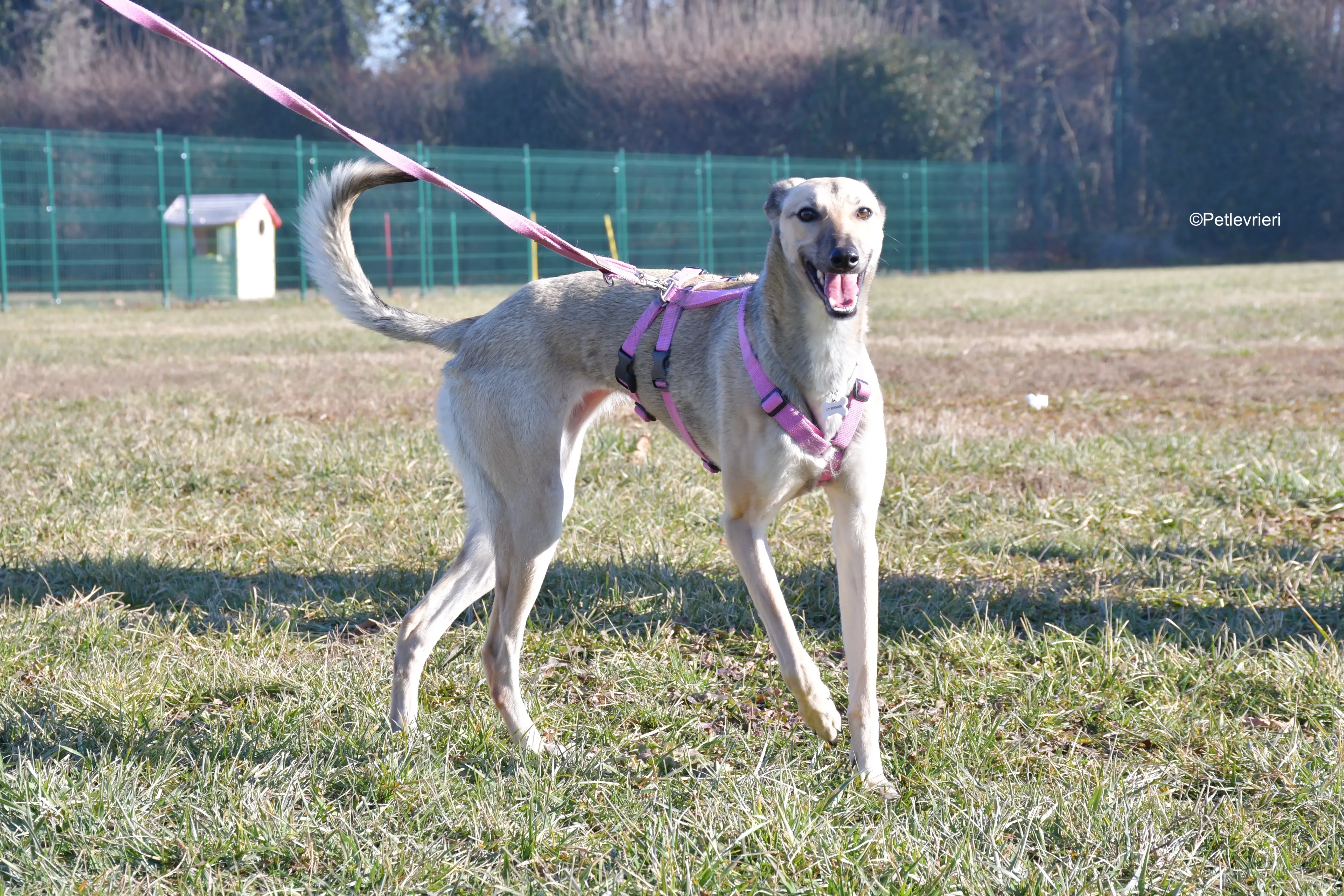 carrie adozione levrieri greyhound 12