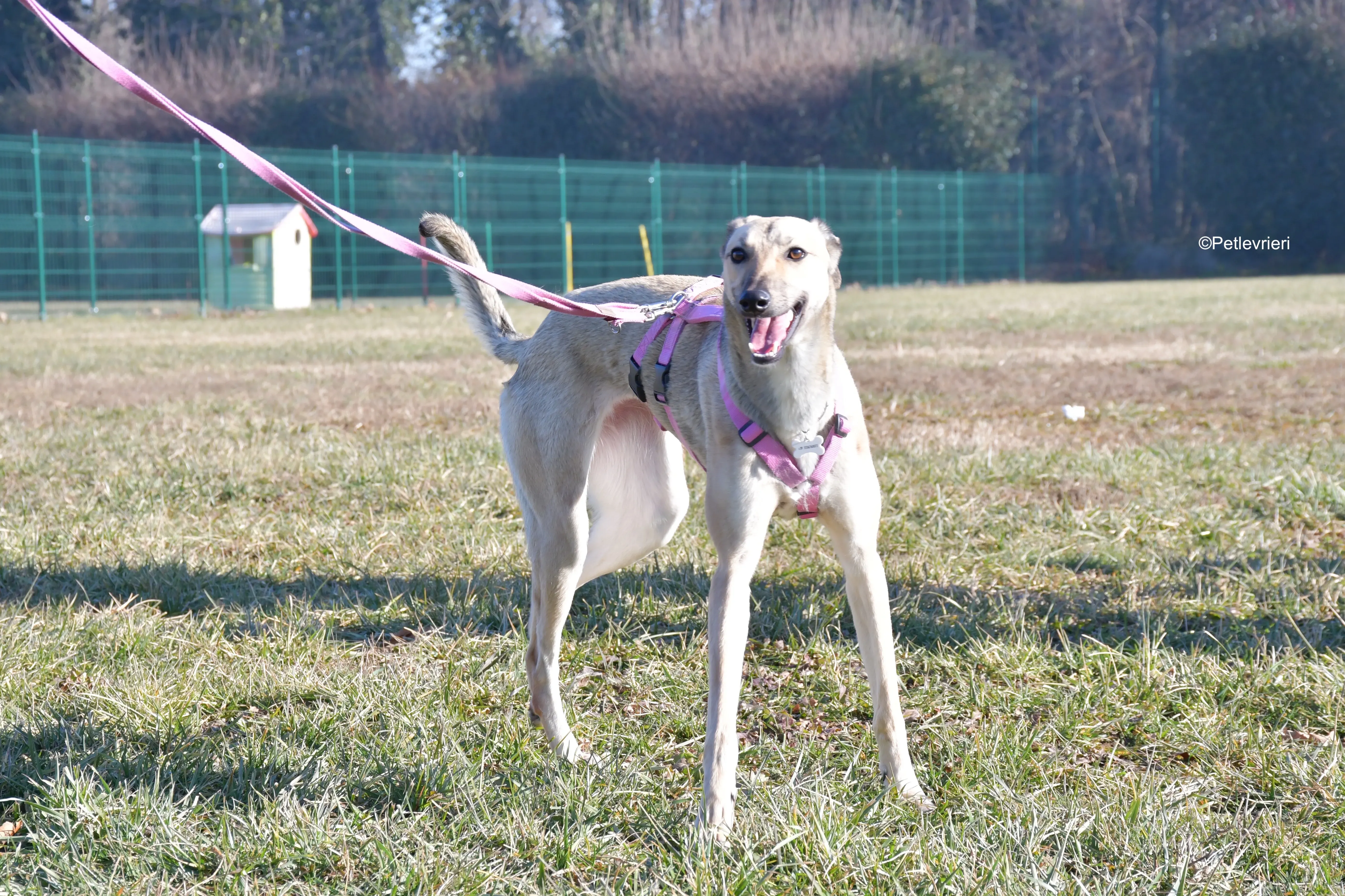 carrie adozione levrieri greyhound 13
