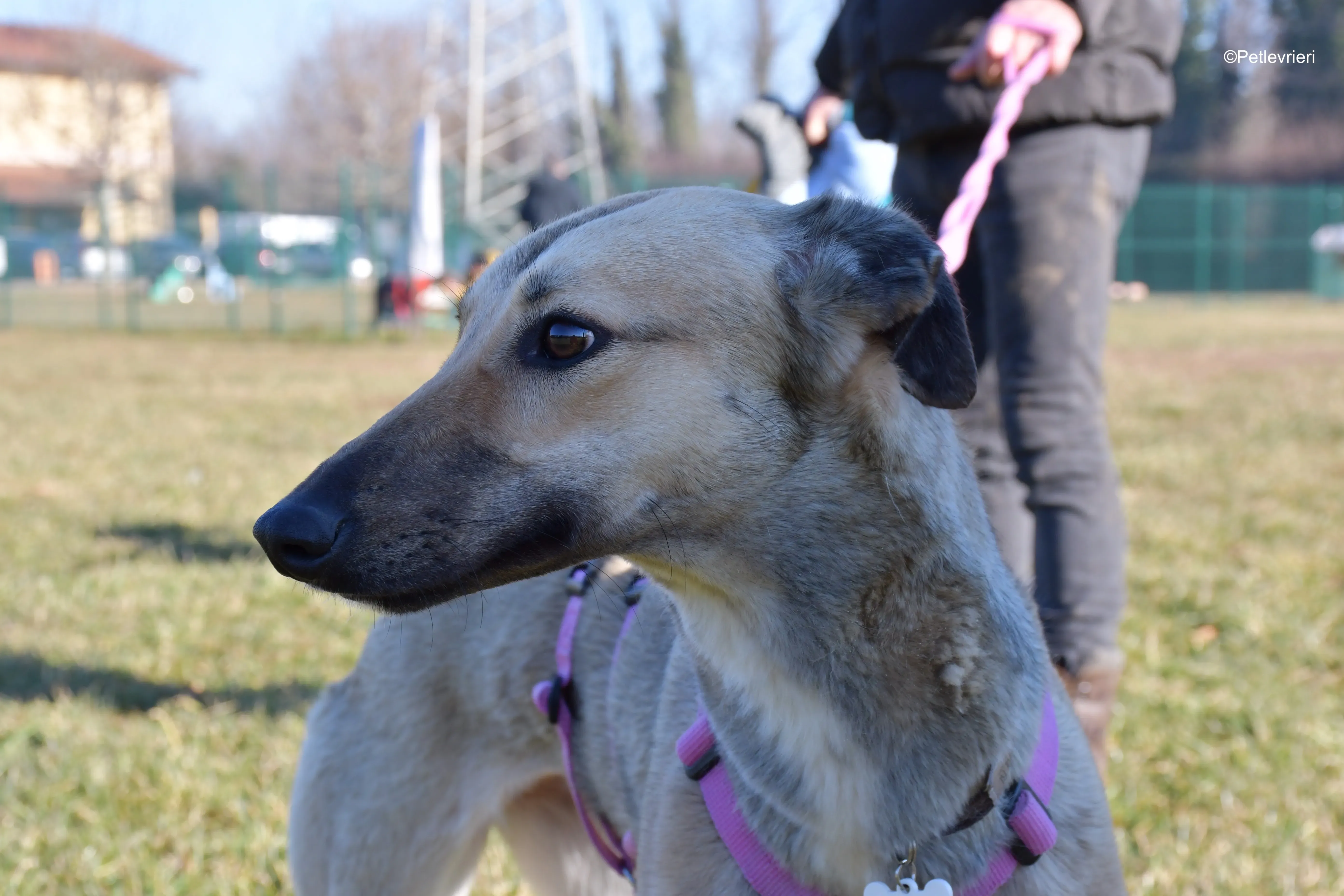 carrie adozione levrieri greyhound 14