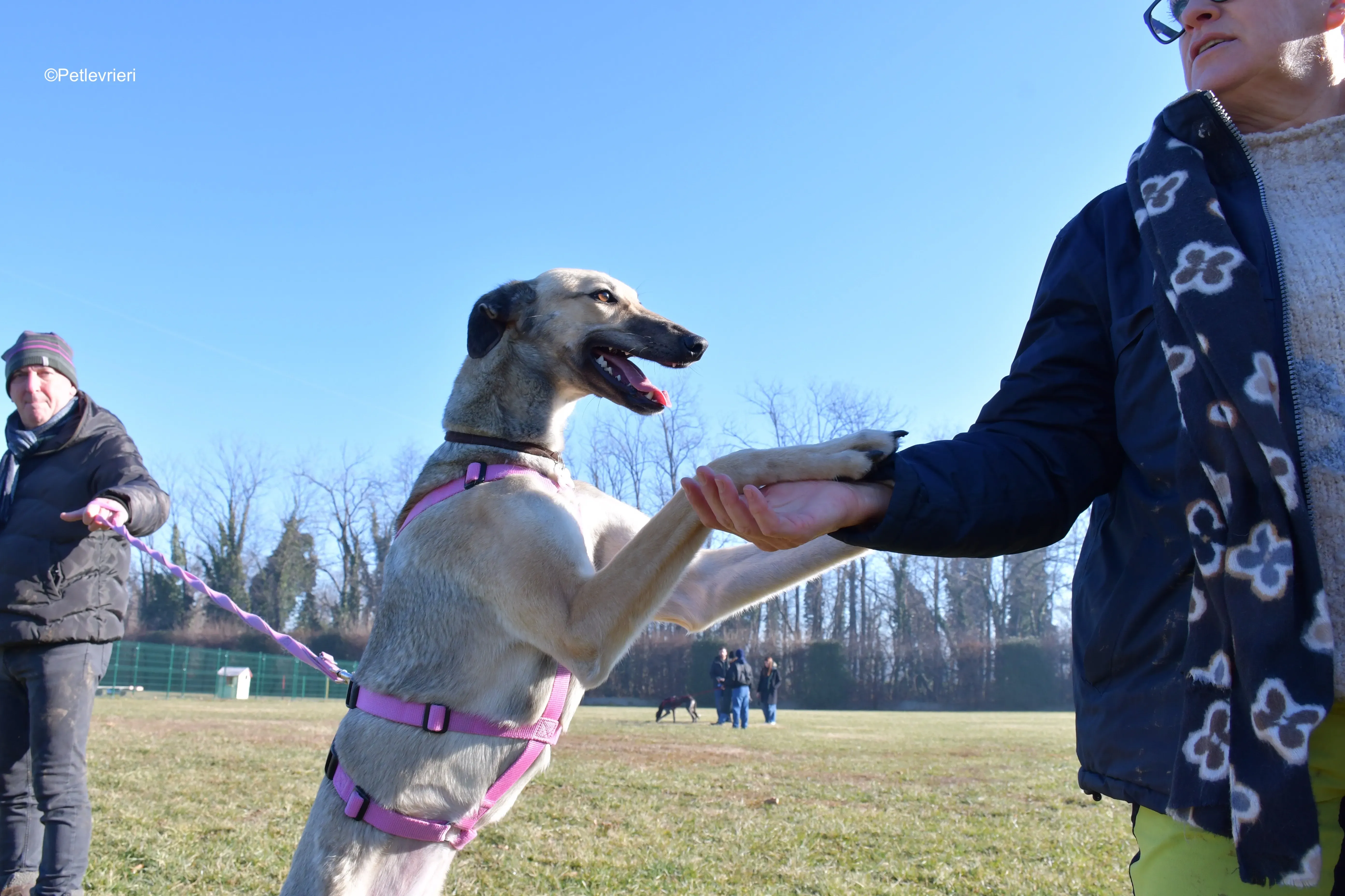 carrie adozione levrieri greyhound 15