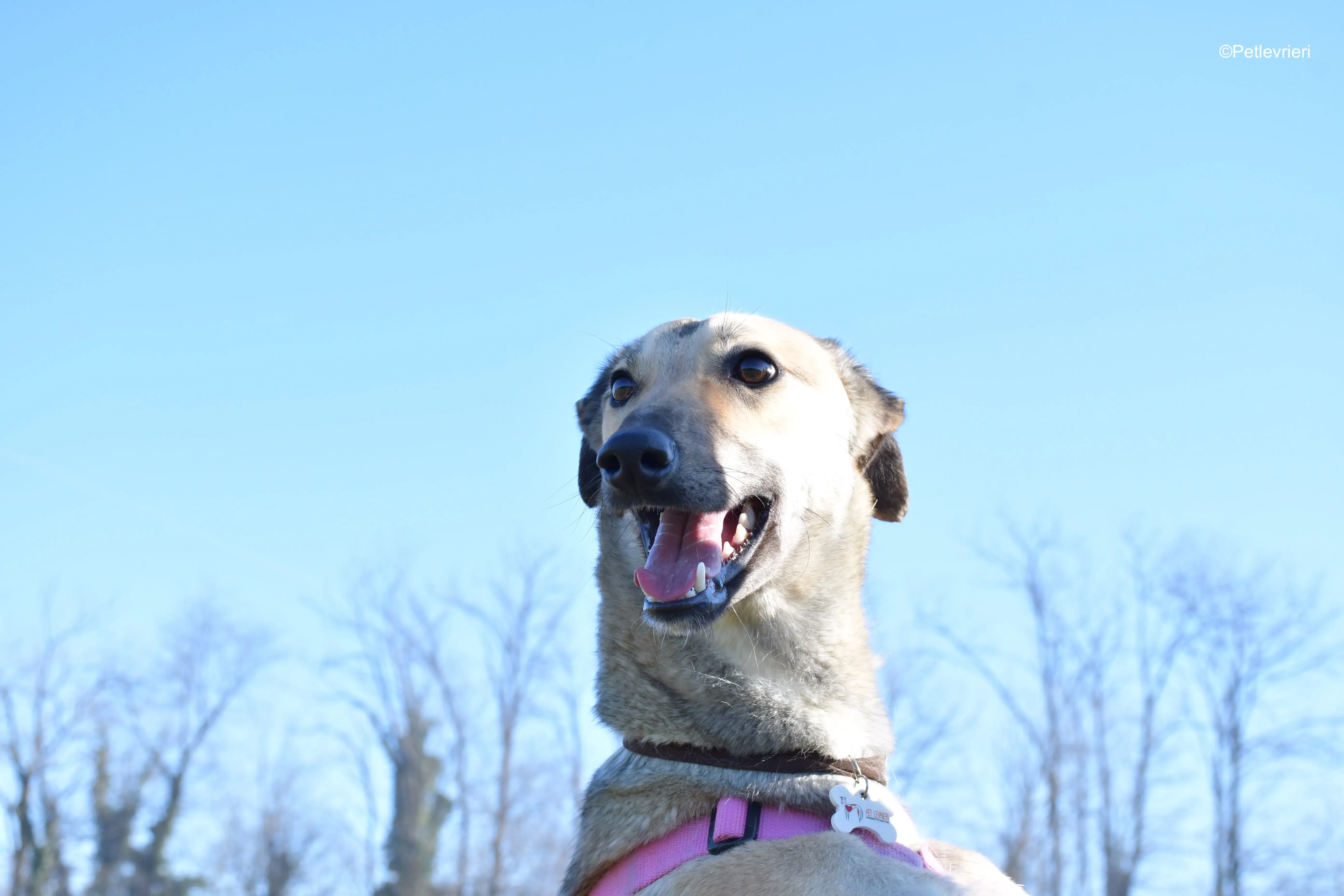 carrie adozione levrieri greyhound 16