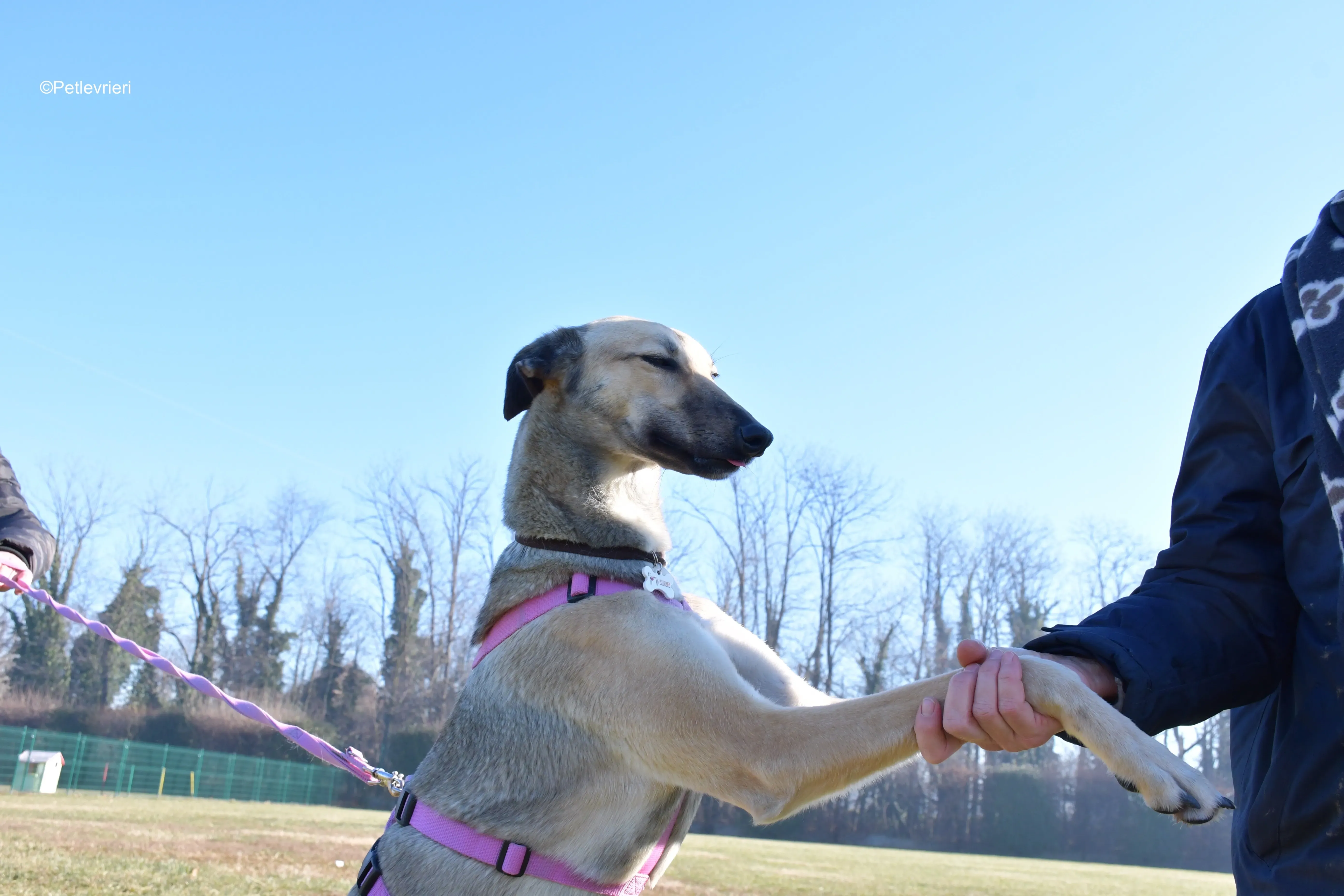 carrie adozione levrieri greyhound 17