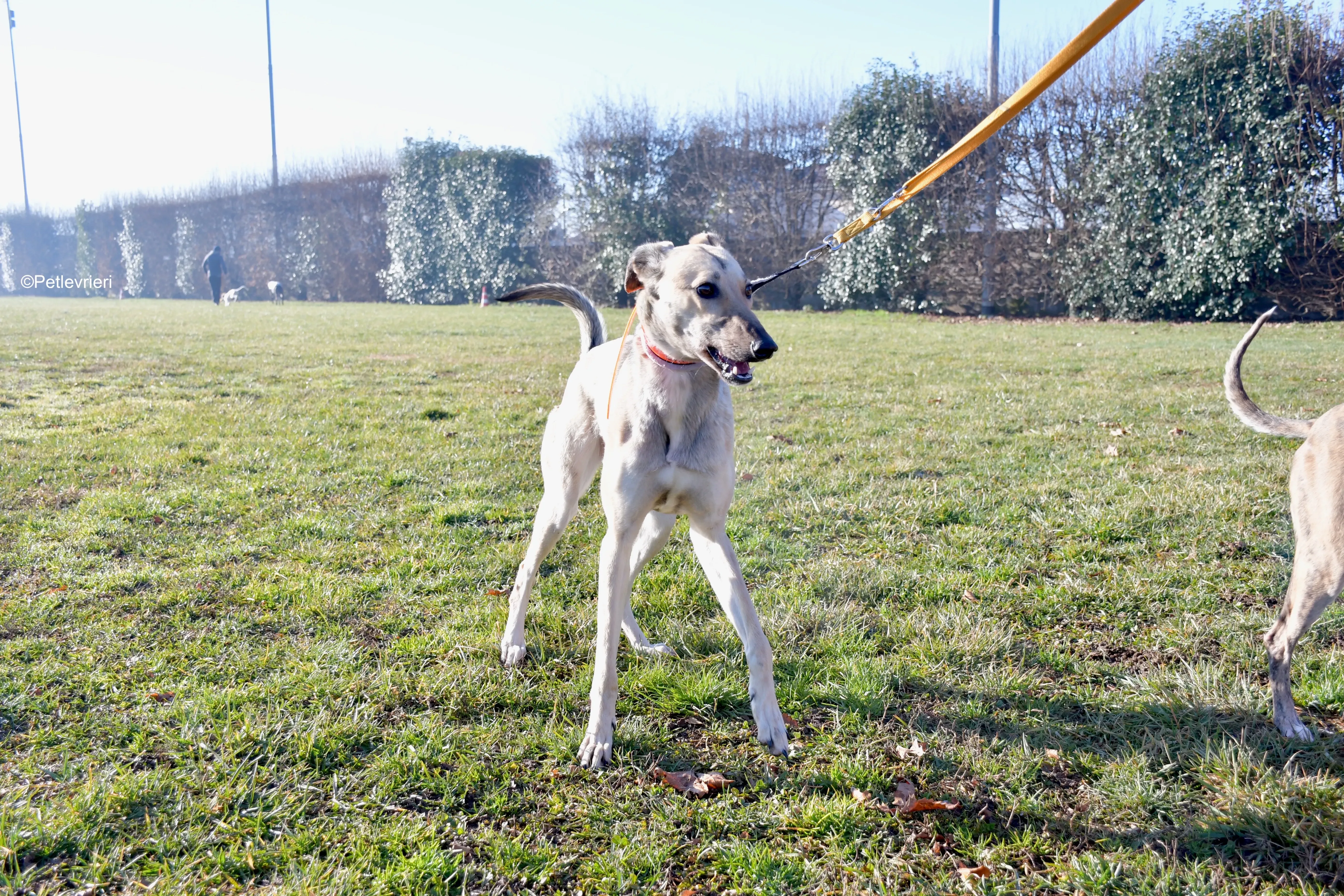 carrie adozione levrieri greyhound 2