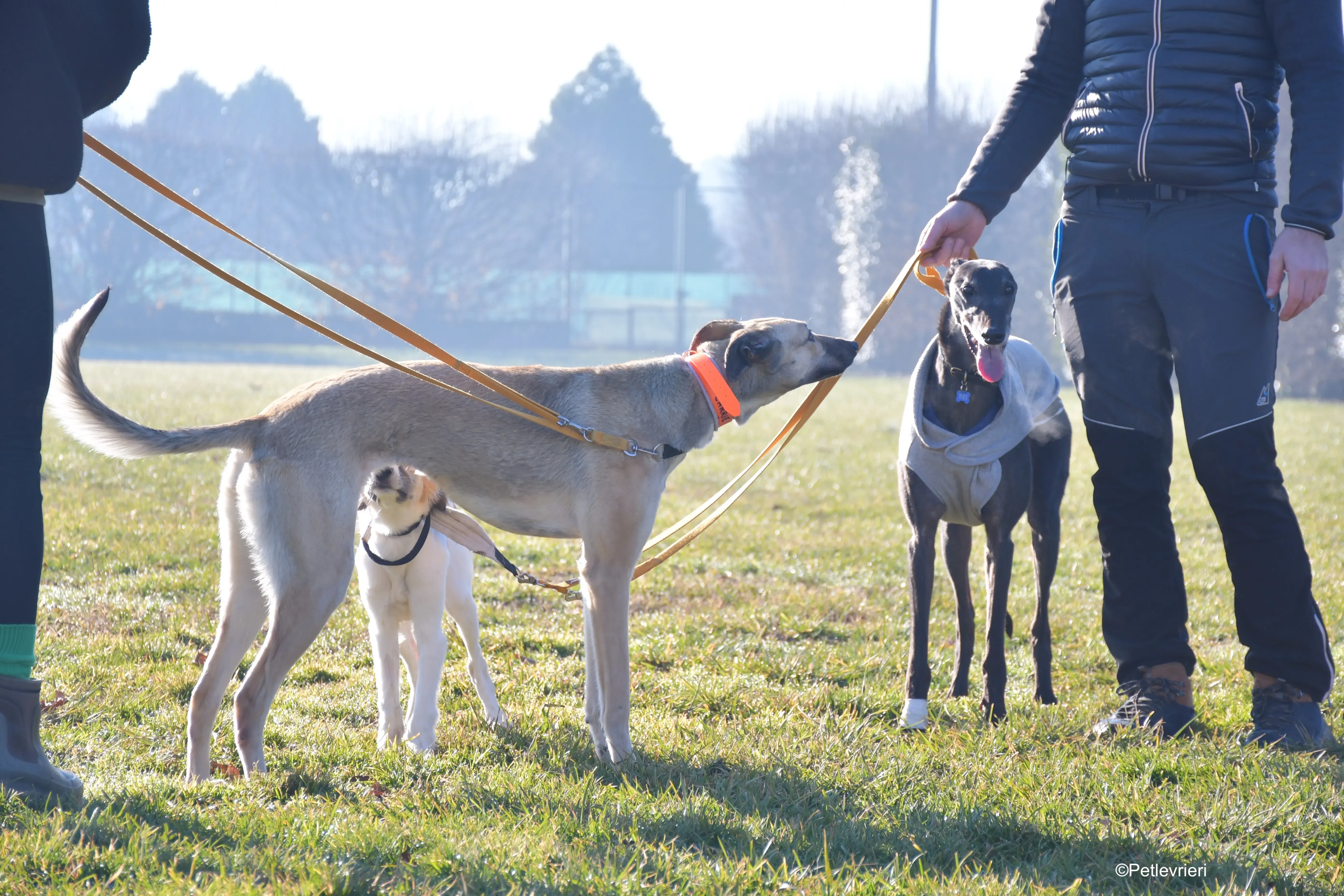 carrie adozione levrieri greyhound 3