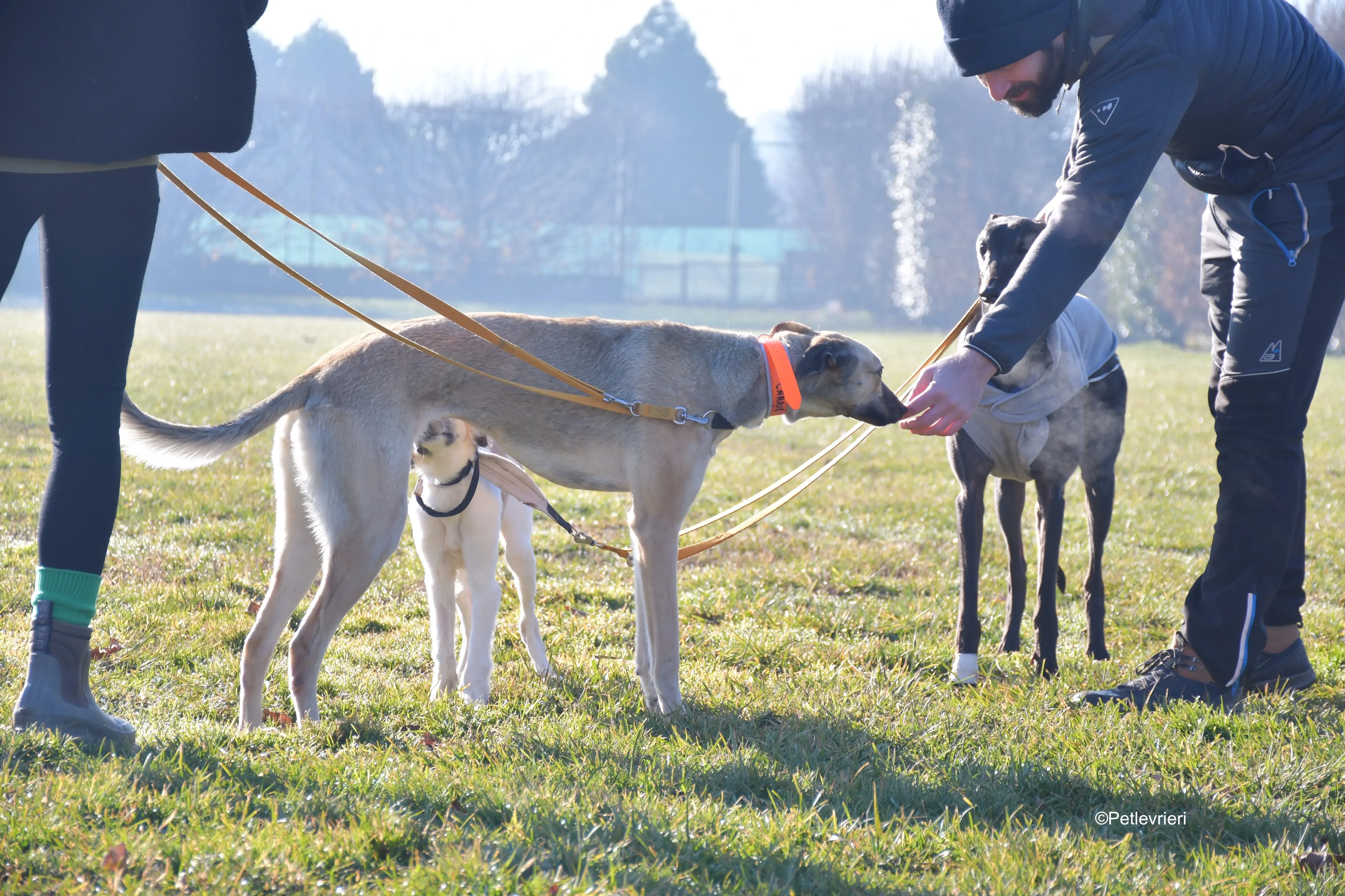 carrie adozione levrieri greyhound 4